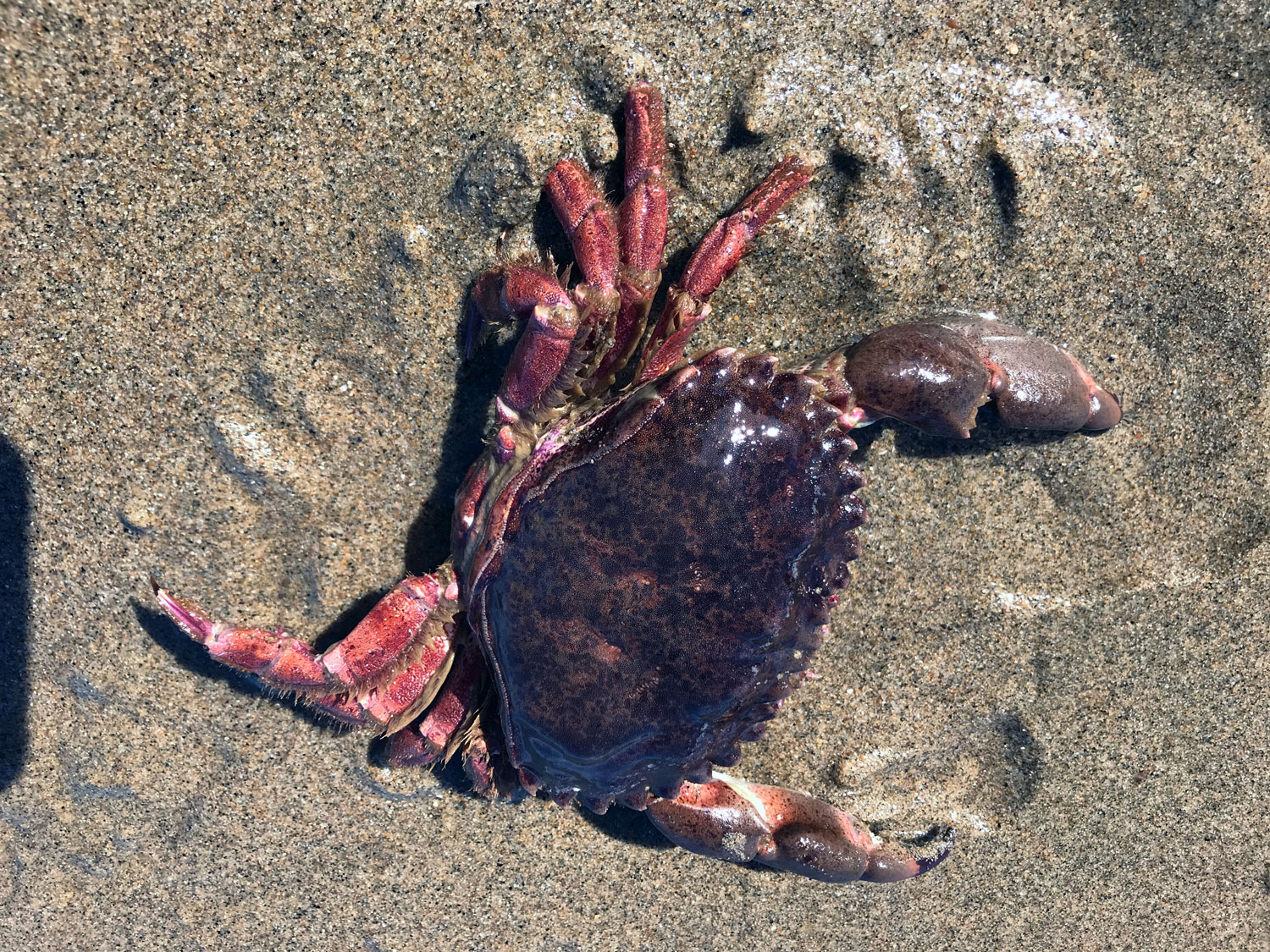 Pacific Rock Crab (Romaleon antennarium)