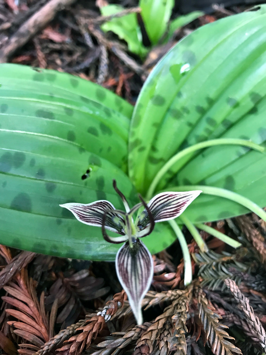 California Fetid Adders tongue (Scoliopus bigelovii) 