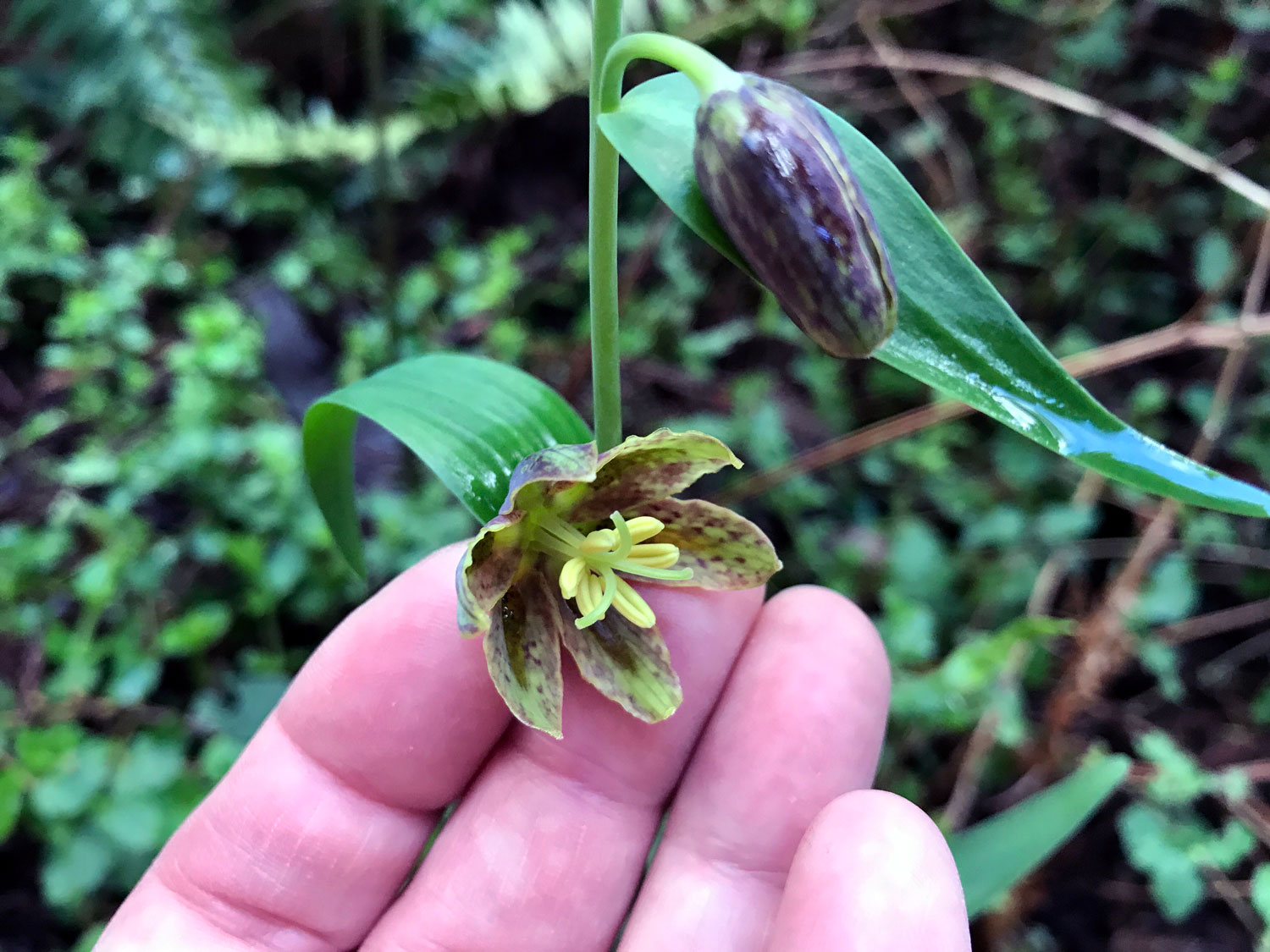 Checker Lily (Fritillaria affinis) 