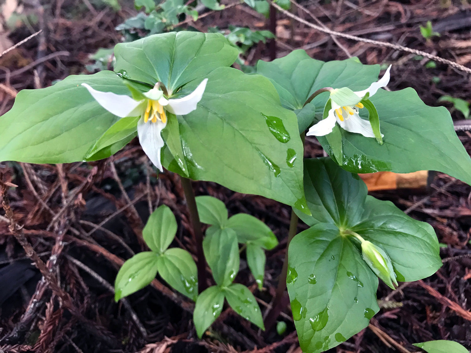 Pacific Trillium (Trillium ovatum)