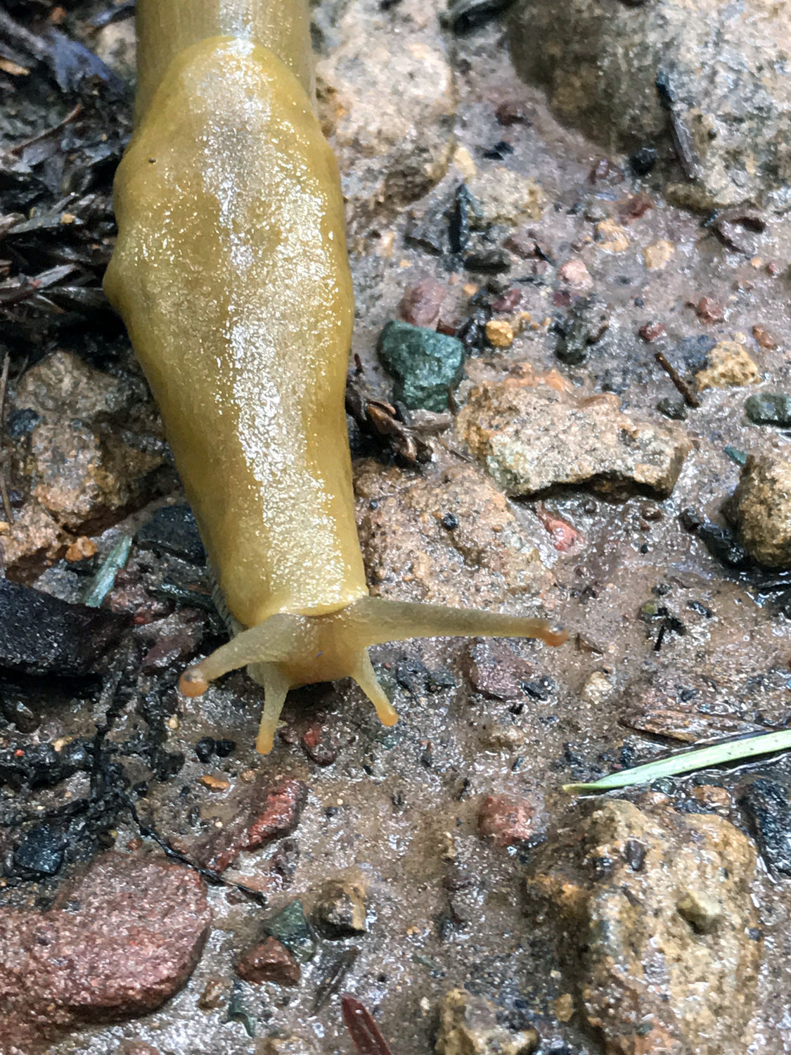 Button's Banana Slug (Ariolimax buttoni)