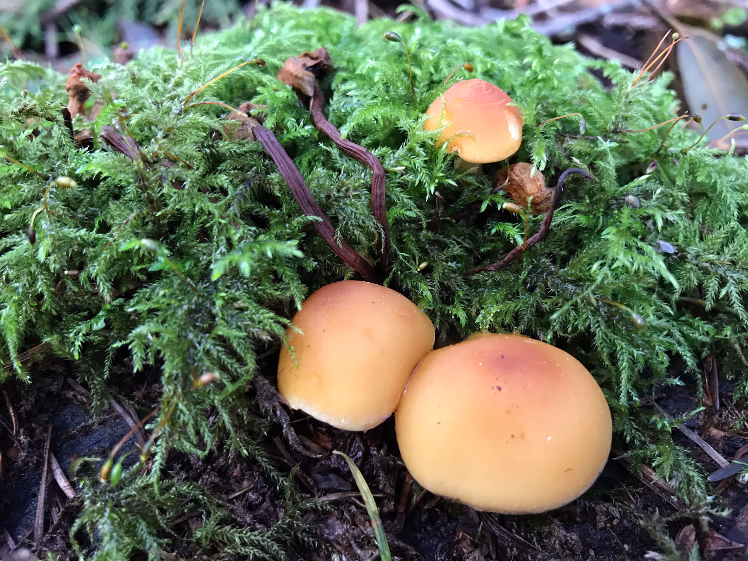 Smoky-gilled Hypholoma (Hypholoma capnoides)