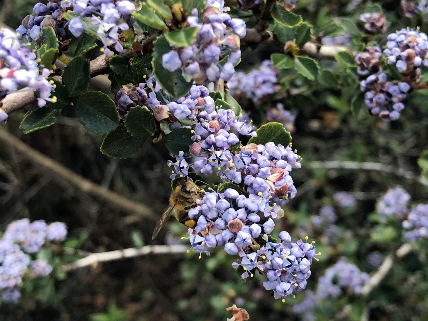 Genus Ceanothus 