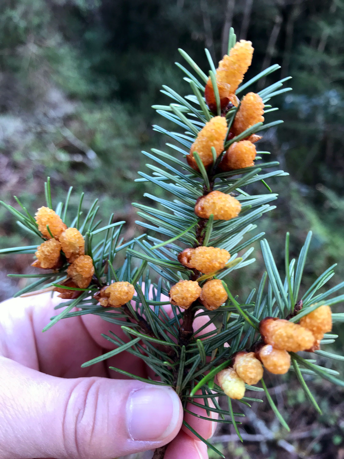 Douglas Fir (Pseudotsuga menziesii)