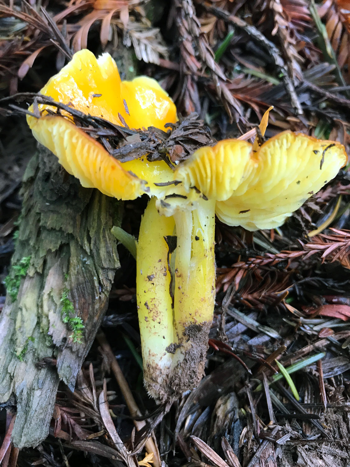 Hygrocybe flavescens