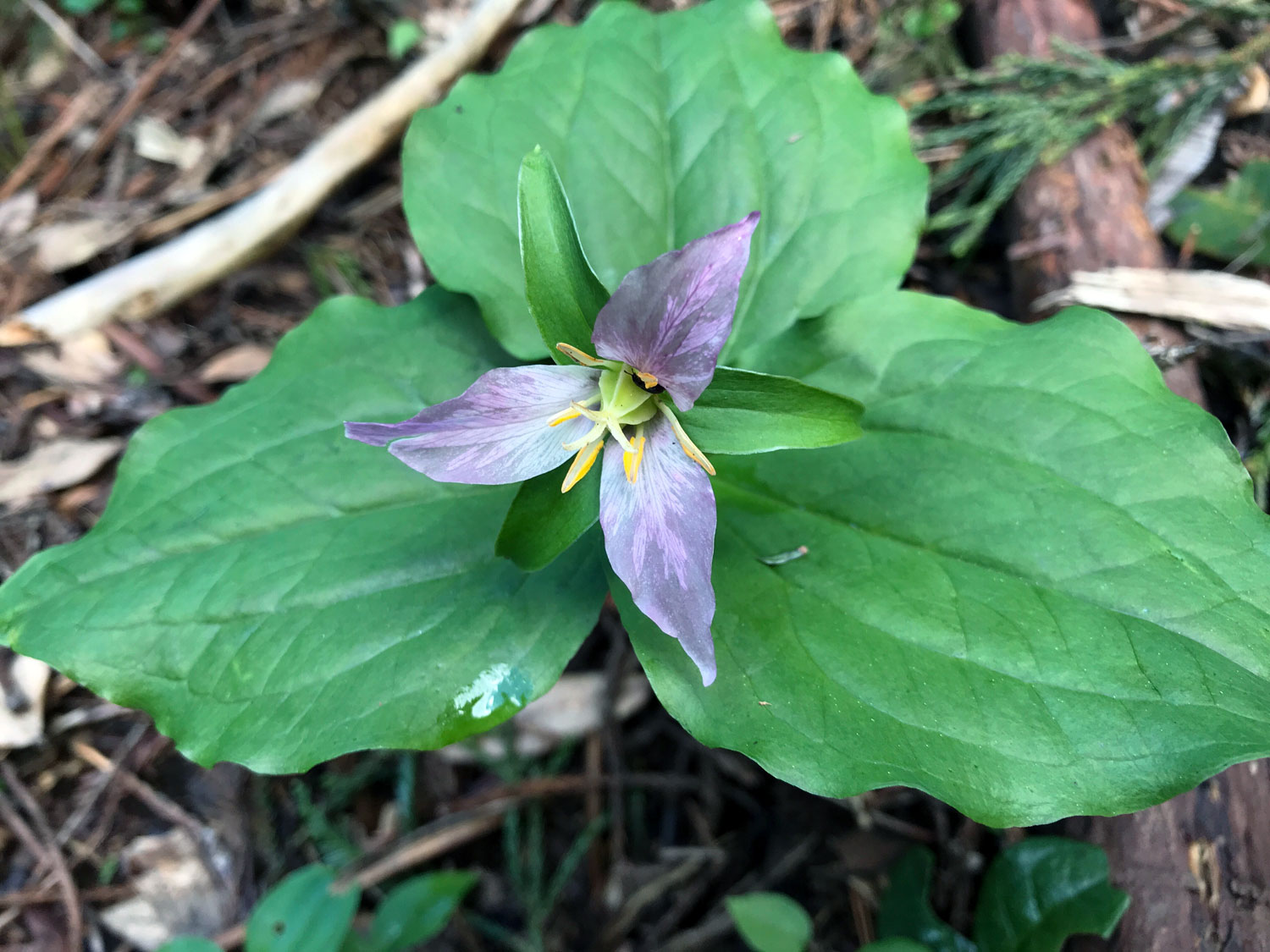 Pacific Trillium (Trillium ovatum)