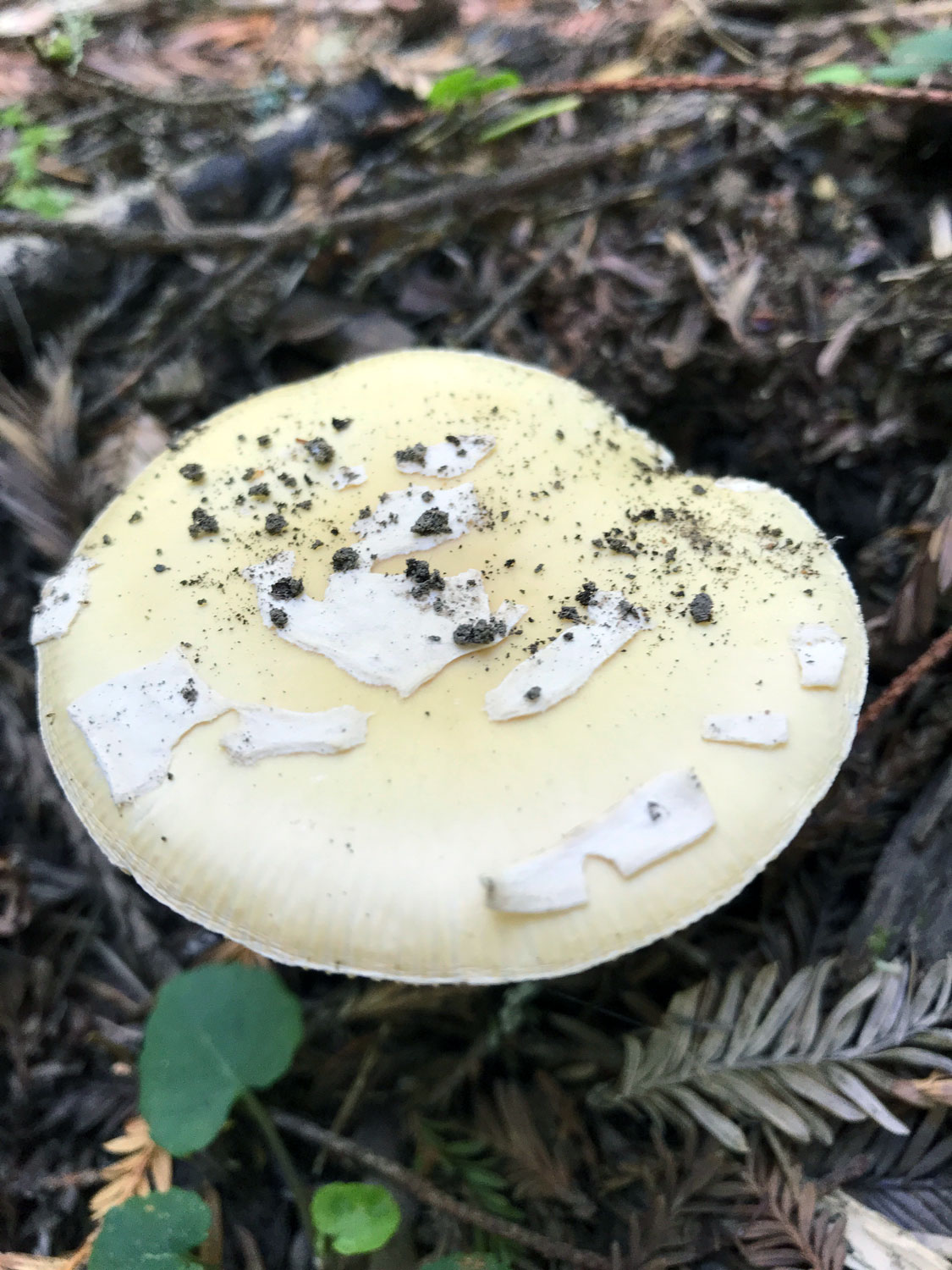 Panthercap (Amanita pantherine) 