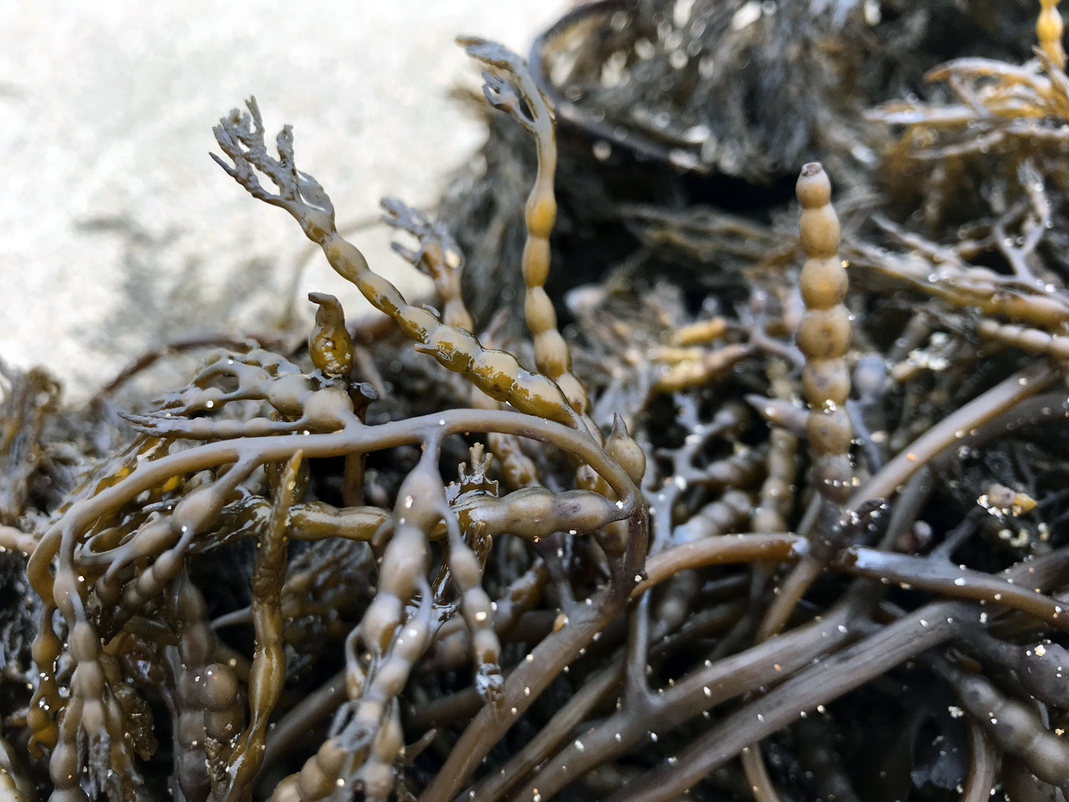 Chain Bladder Kelp (Stephanocystis osmundacea)