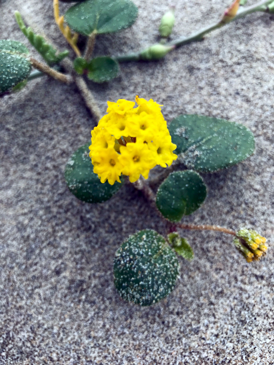 Yellow Sand Verbena (Abronia latifolia) Chain Bladder Kelp