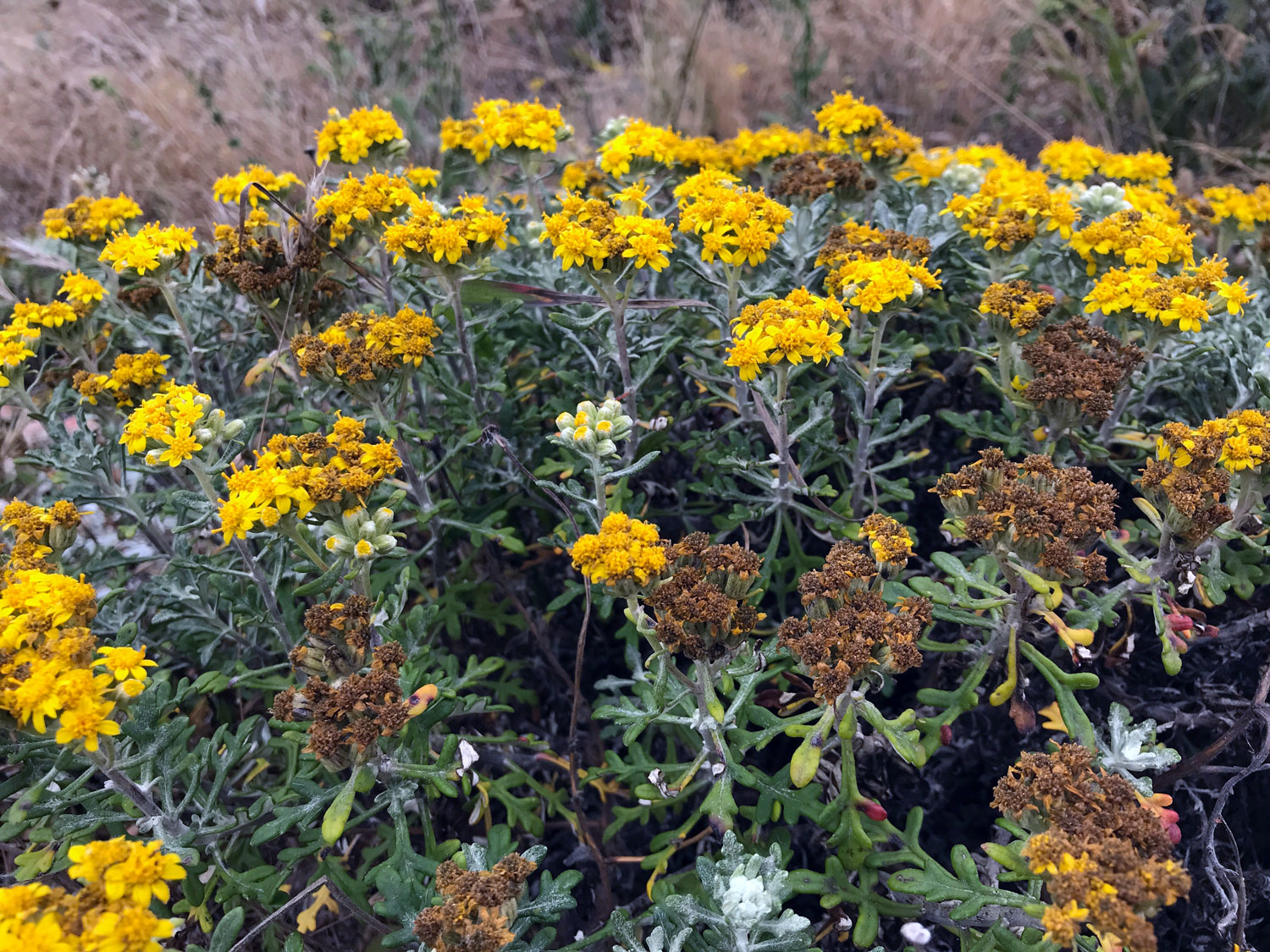 Seaside Woolly Sunflower (Eriophyllum staechadifolium)