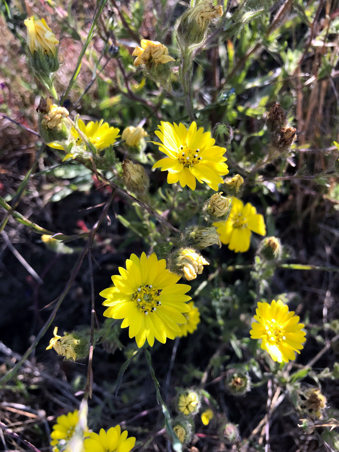 Tarweeds (Genus Madia)