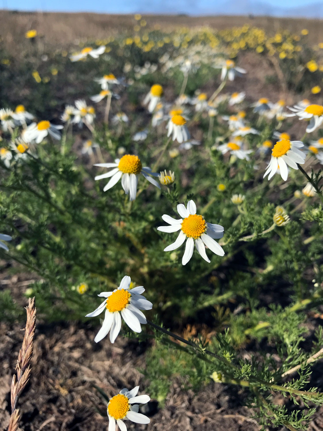 Stinking Chamomile (Anthemis cotula)