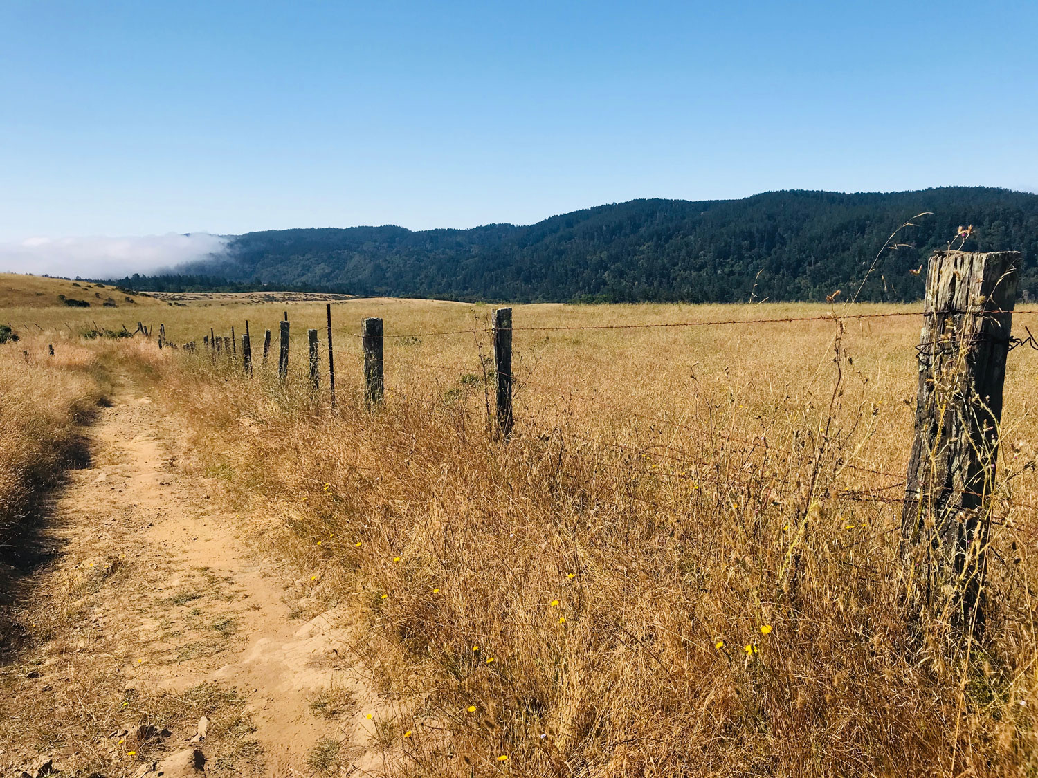 the "lizard fence"