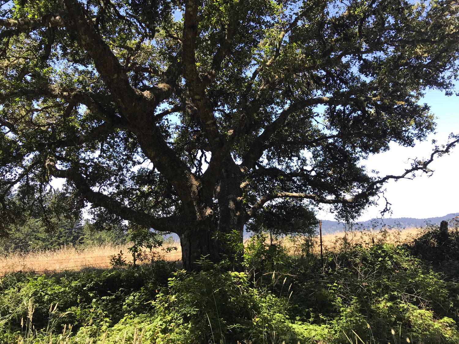 majestic oak, my favorite on the trail