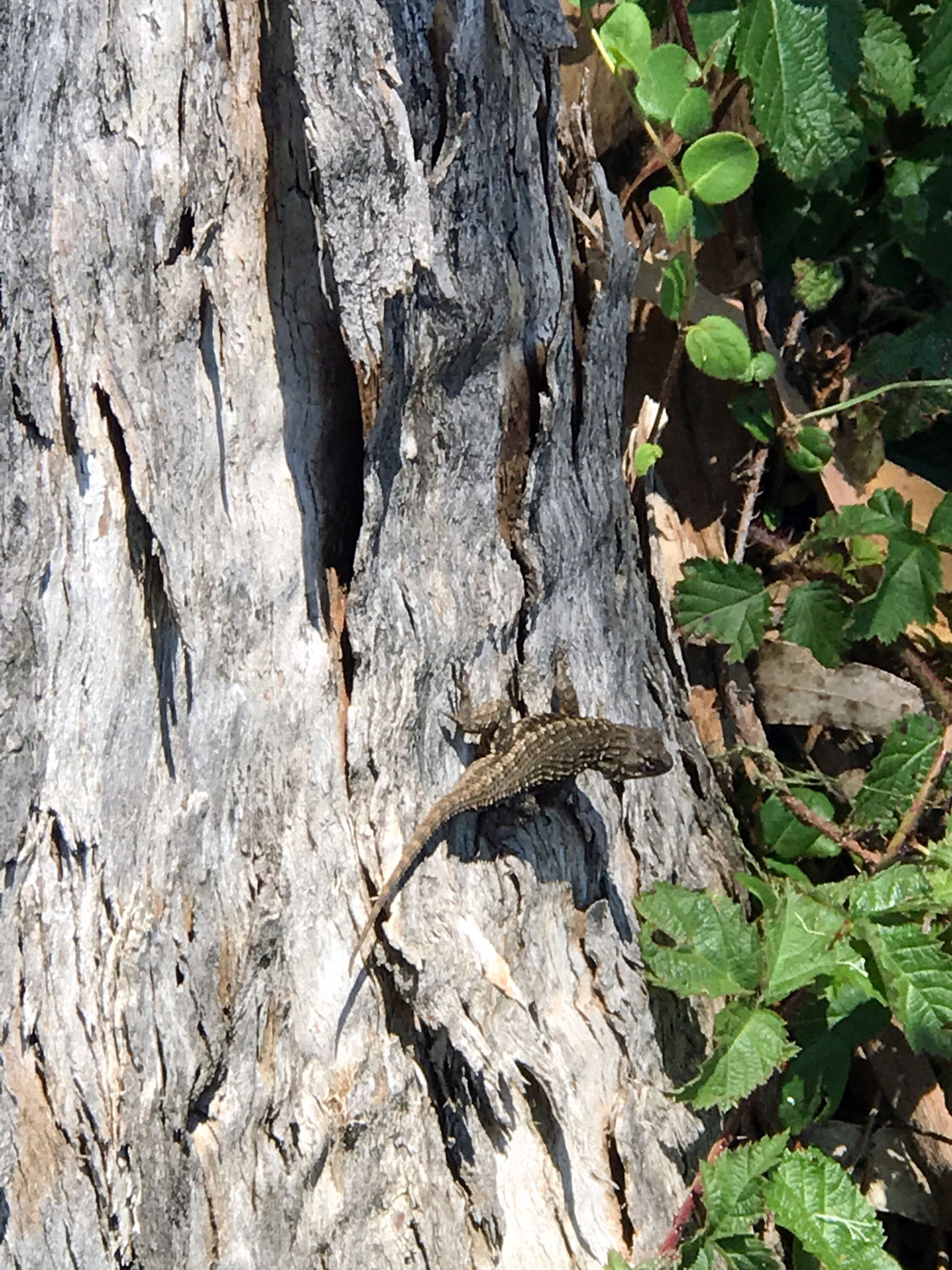  Western Fence Lizard (Sceloporus occidentalis)