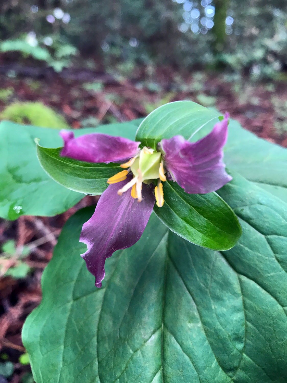 Pacific Trillium (Trillium ovatum)