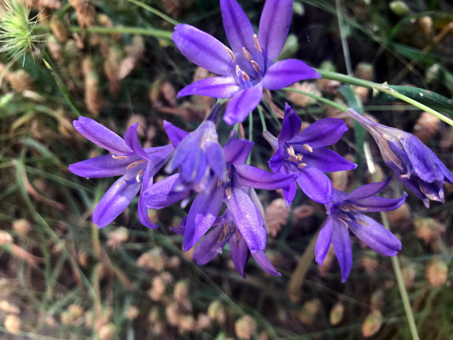  Ithuriel's Spear (Triteleia laxa)