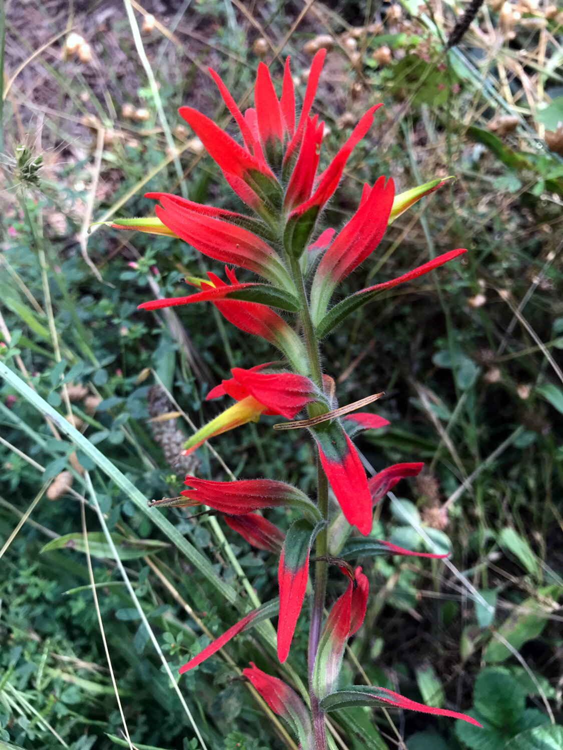  Longleaf Paintbrush (Castilleja subinclusa)