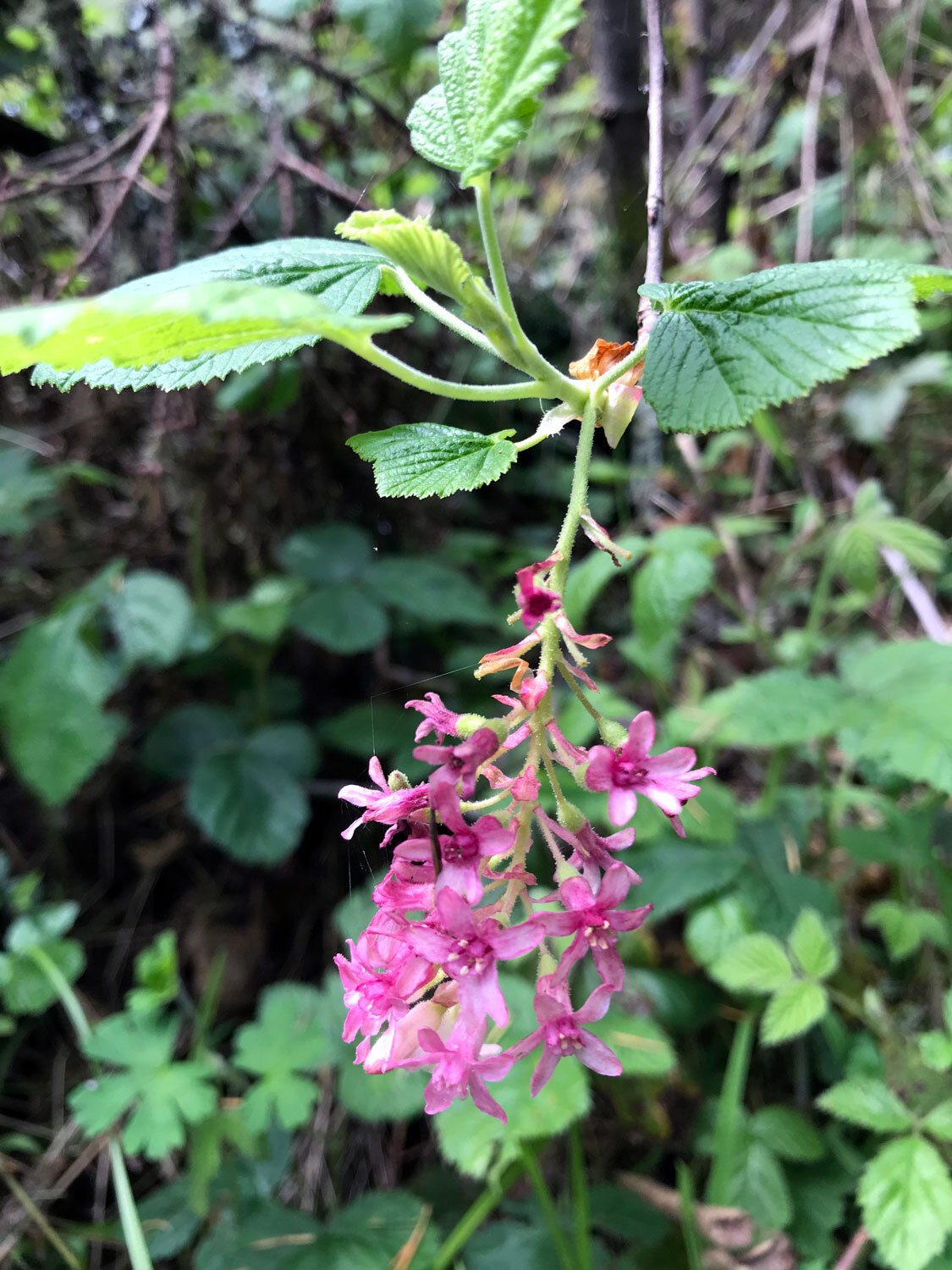 Red-flowering Currant (Ribes sanguineum) 