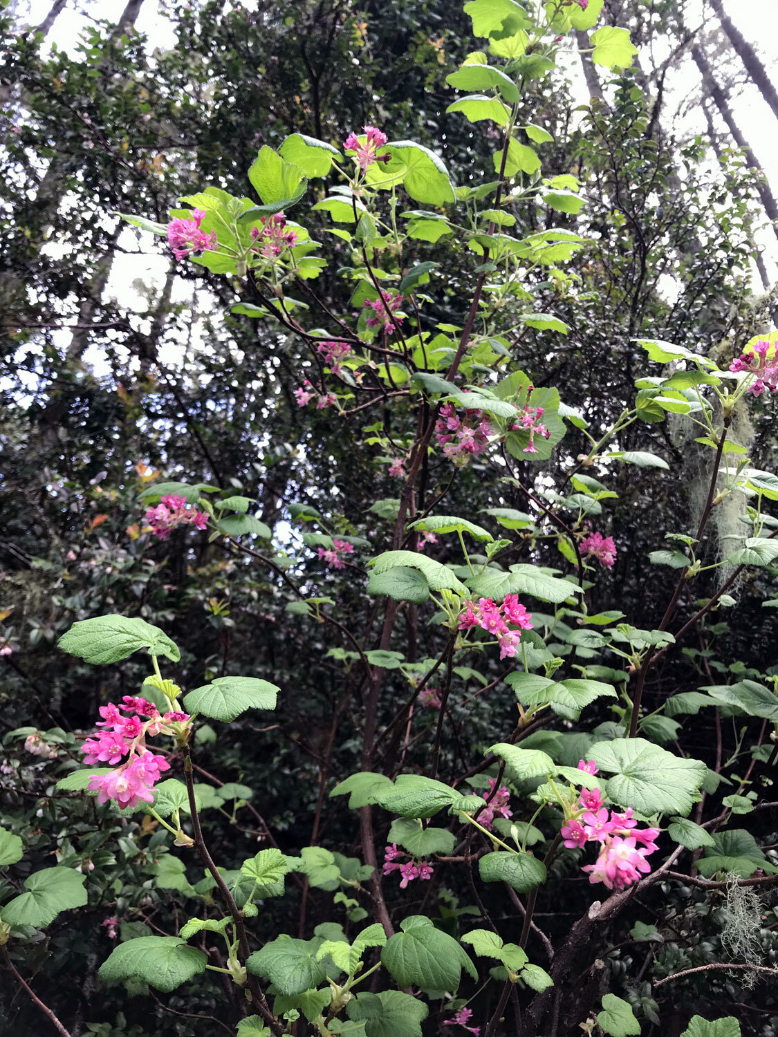 Red-flowering Currant (Ribes sanguineum) 