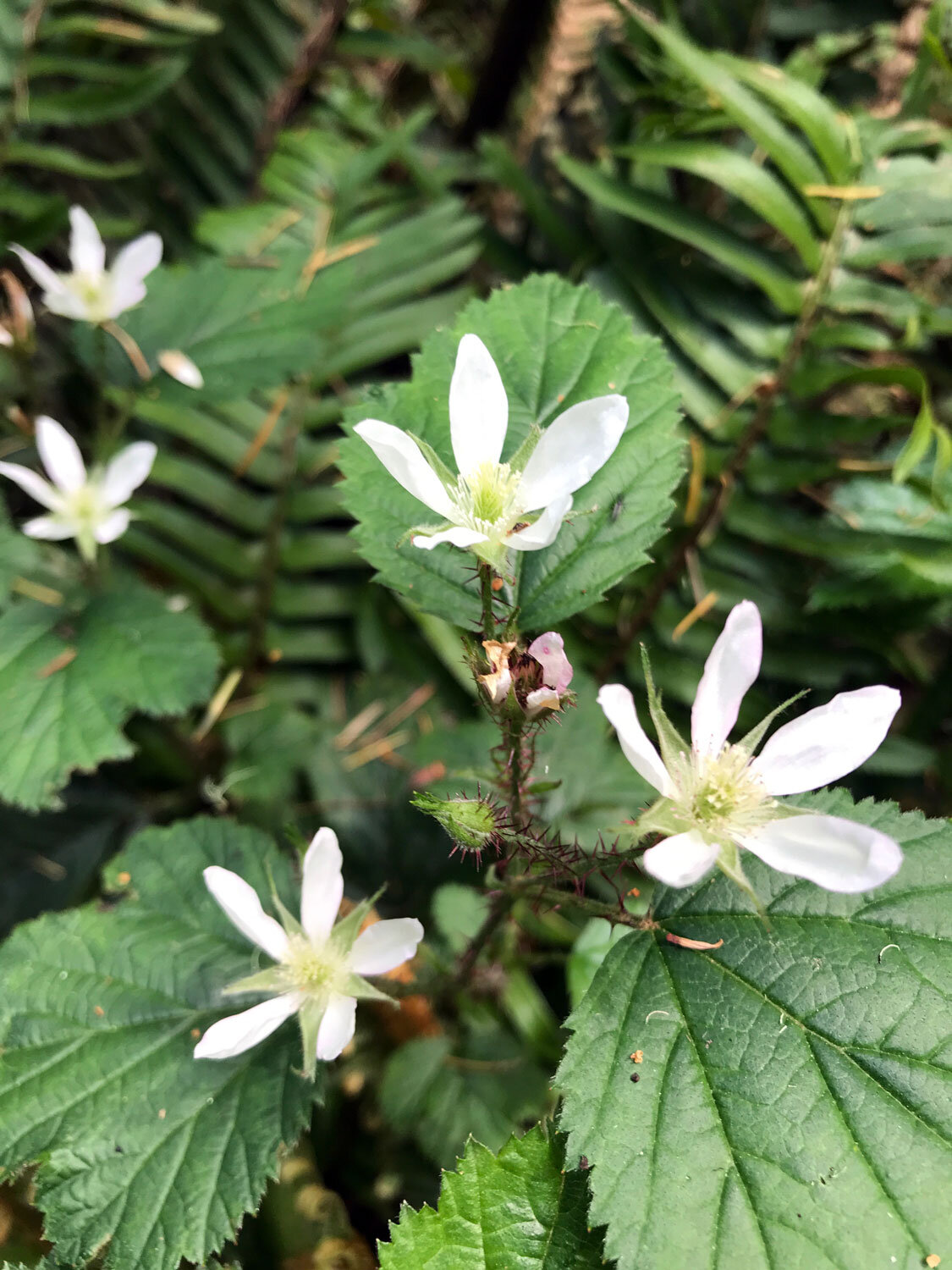 Trailing Blackberry (Rubus ursinus)