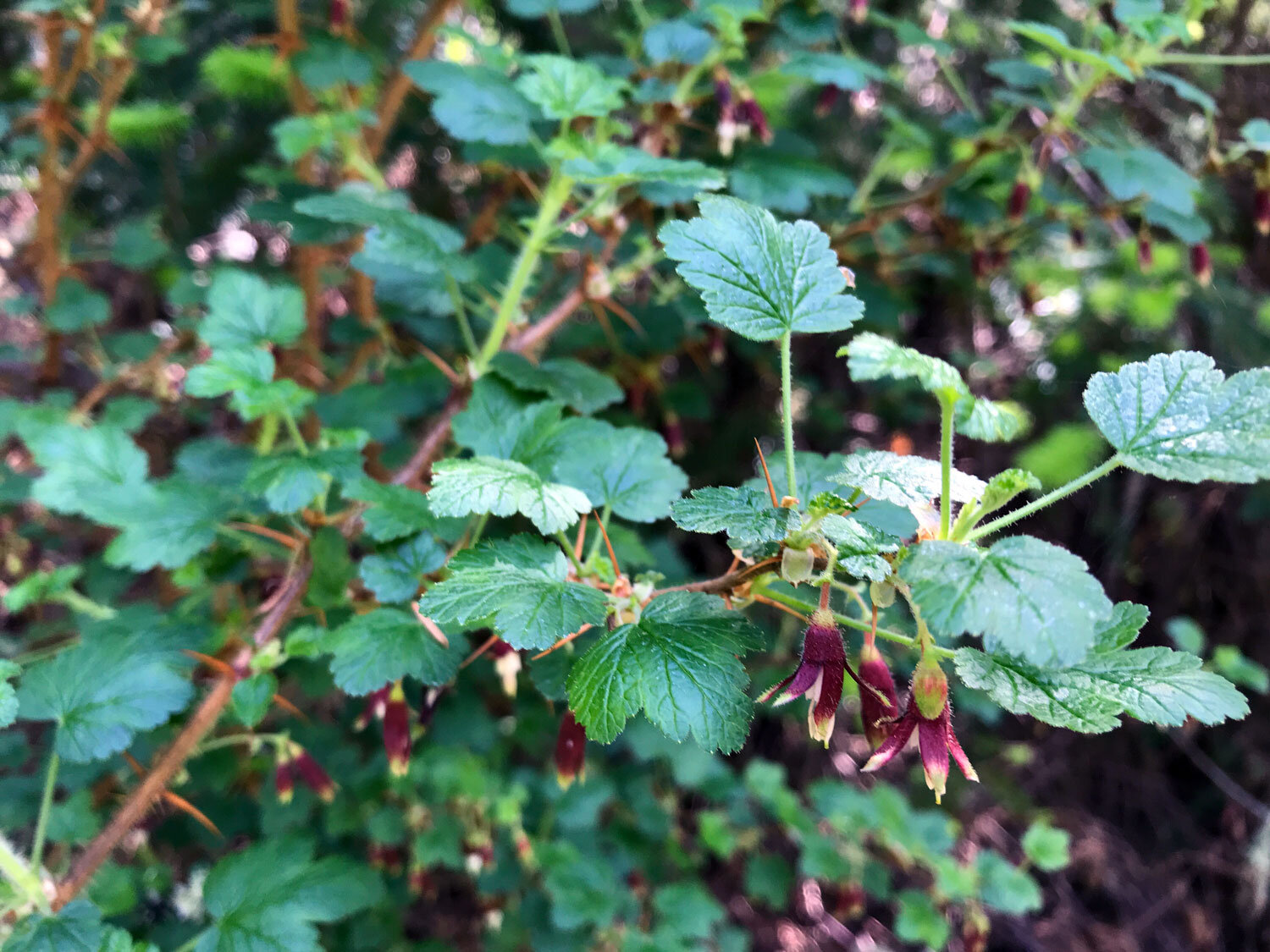 Canyon Gooseberry (Ribes menziesii)