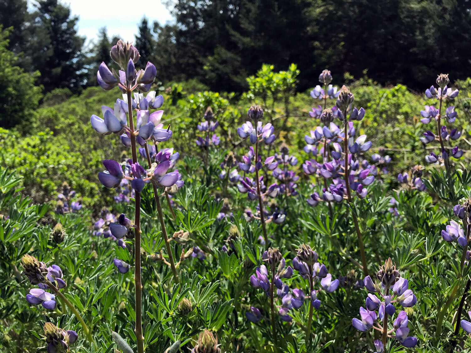 Silver Lupine (Lupinus albifrons) 