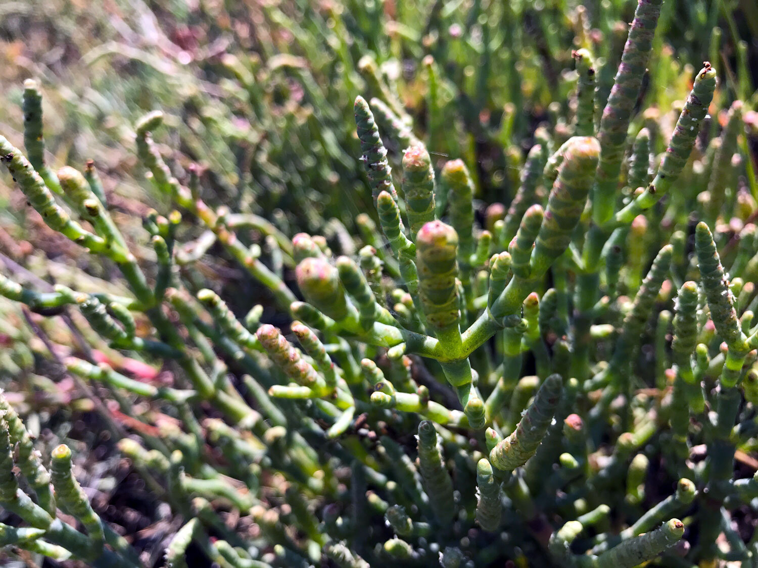Pacific Glasswort (Salicornia pacifica)