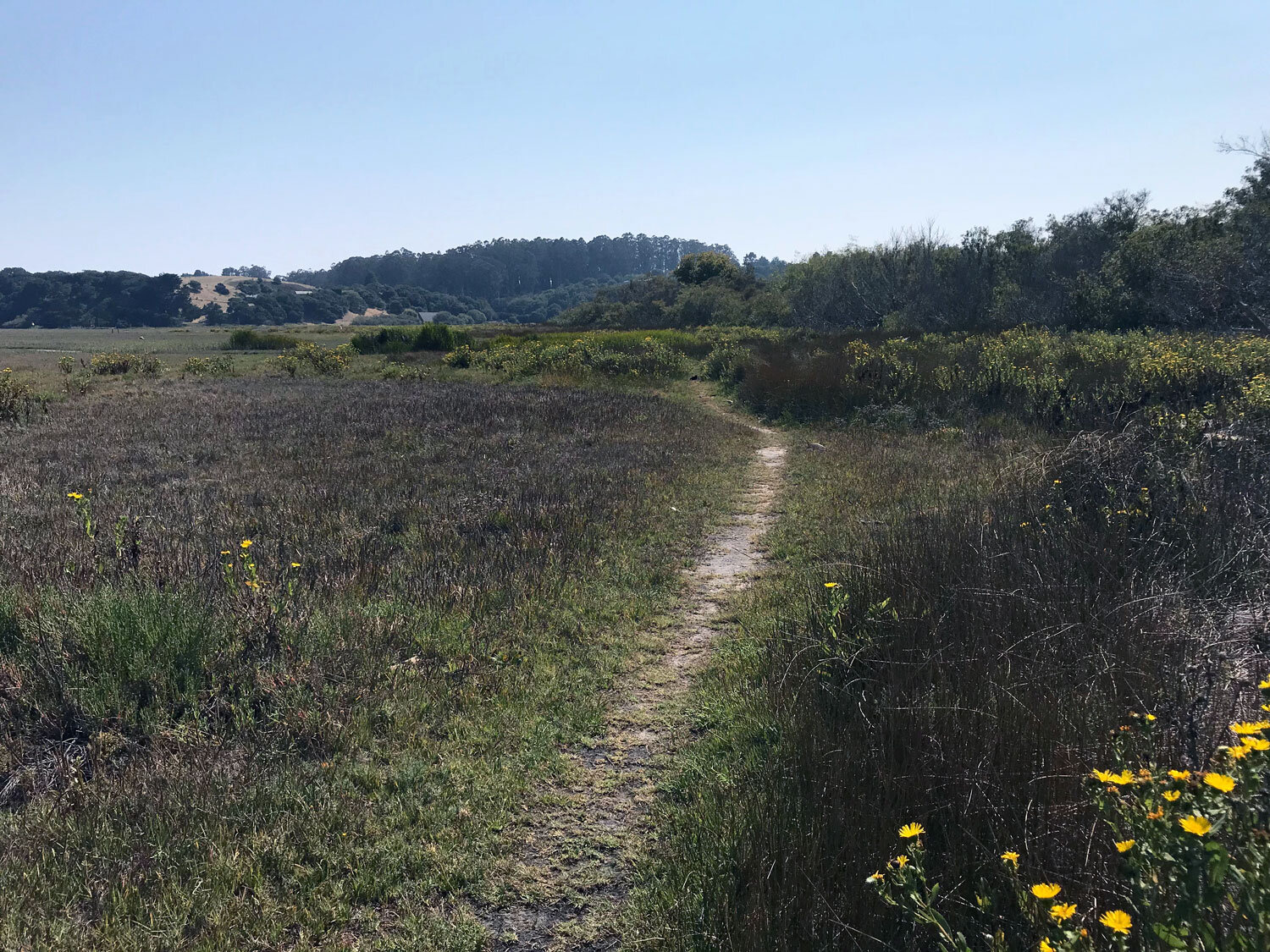 bolinas_bobstewart_IMG_4424.jpg