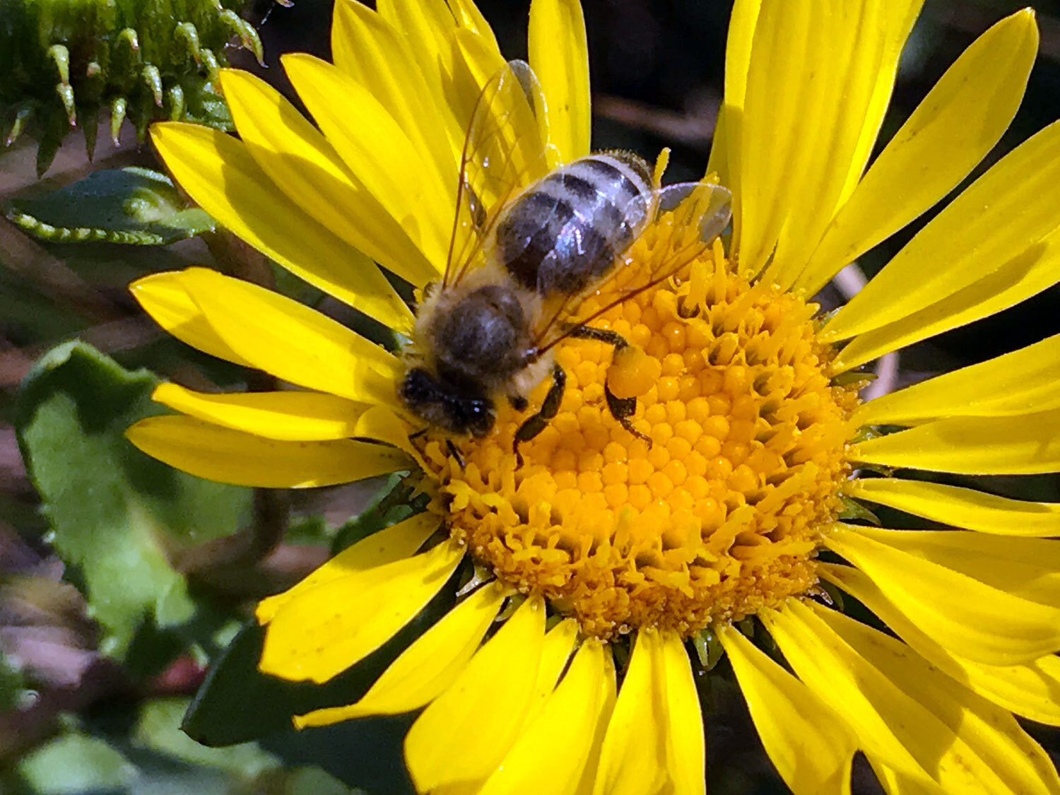 Western Honey Bee (Apis mellifera)