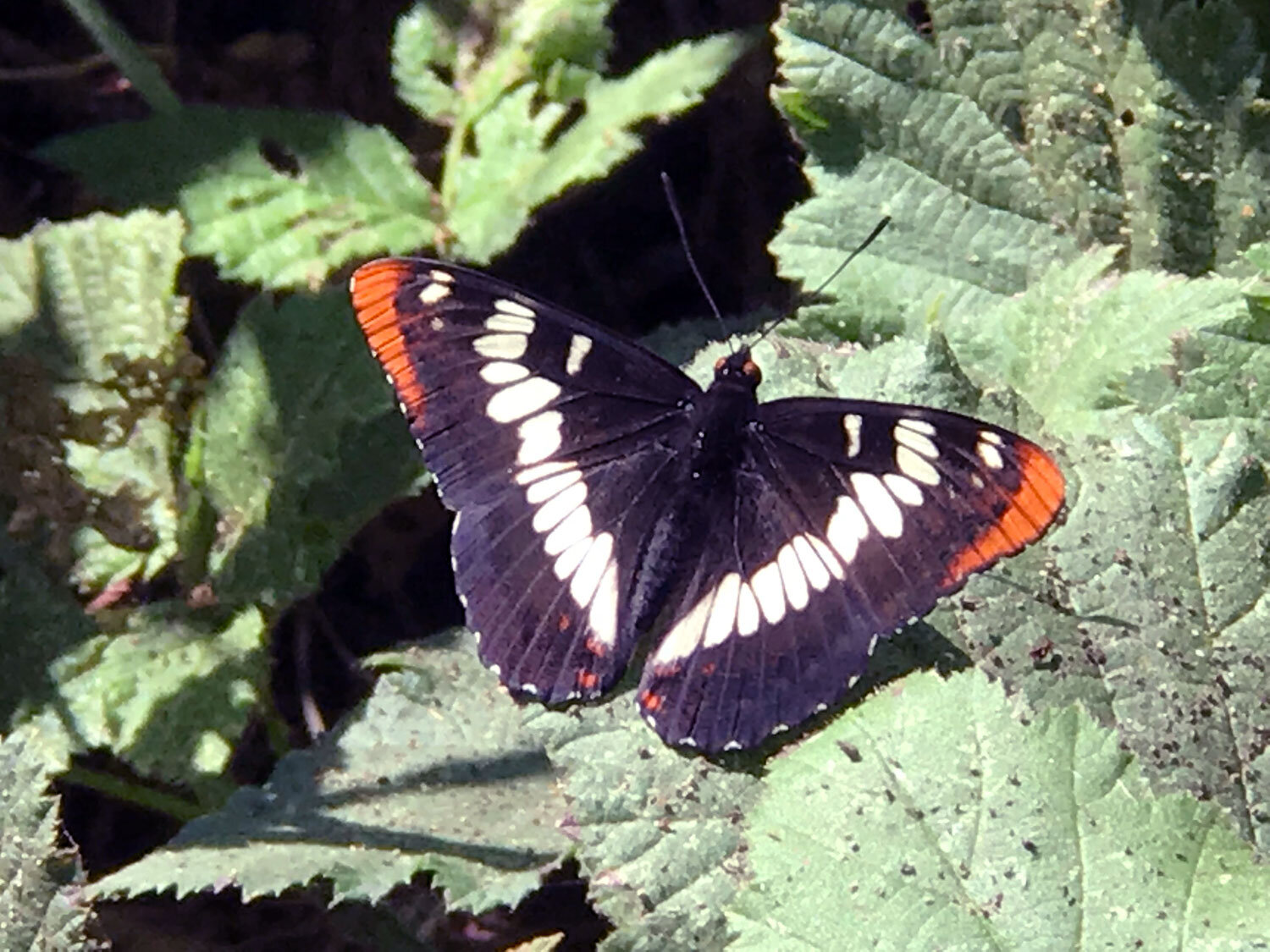 Lorquin's Admiral (Limenitis lorquini)