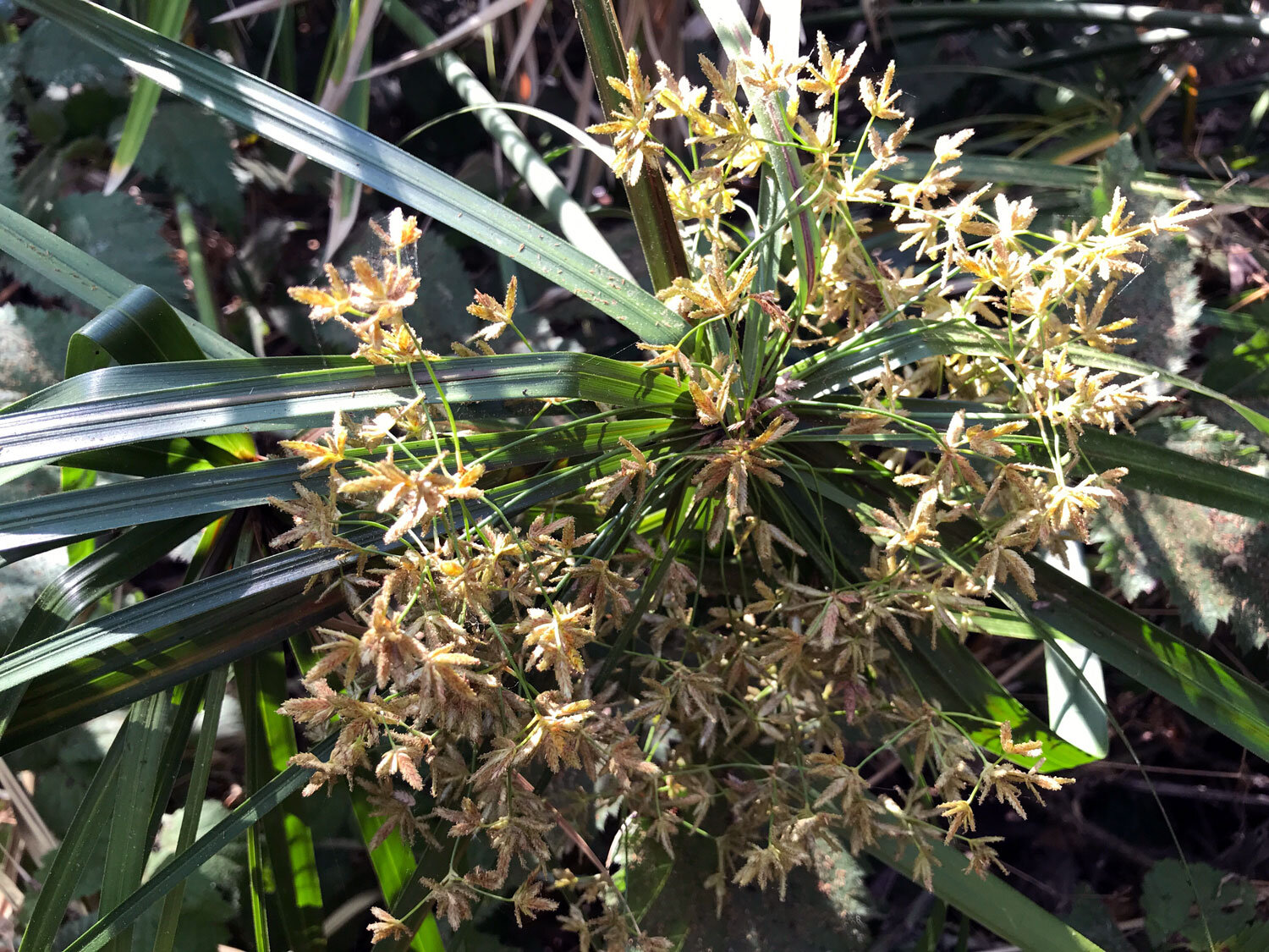 Umbrella Papyrus (Cyperus involucratus)