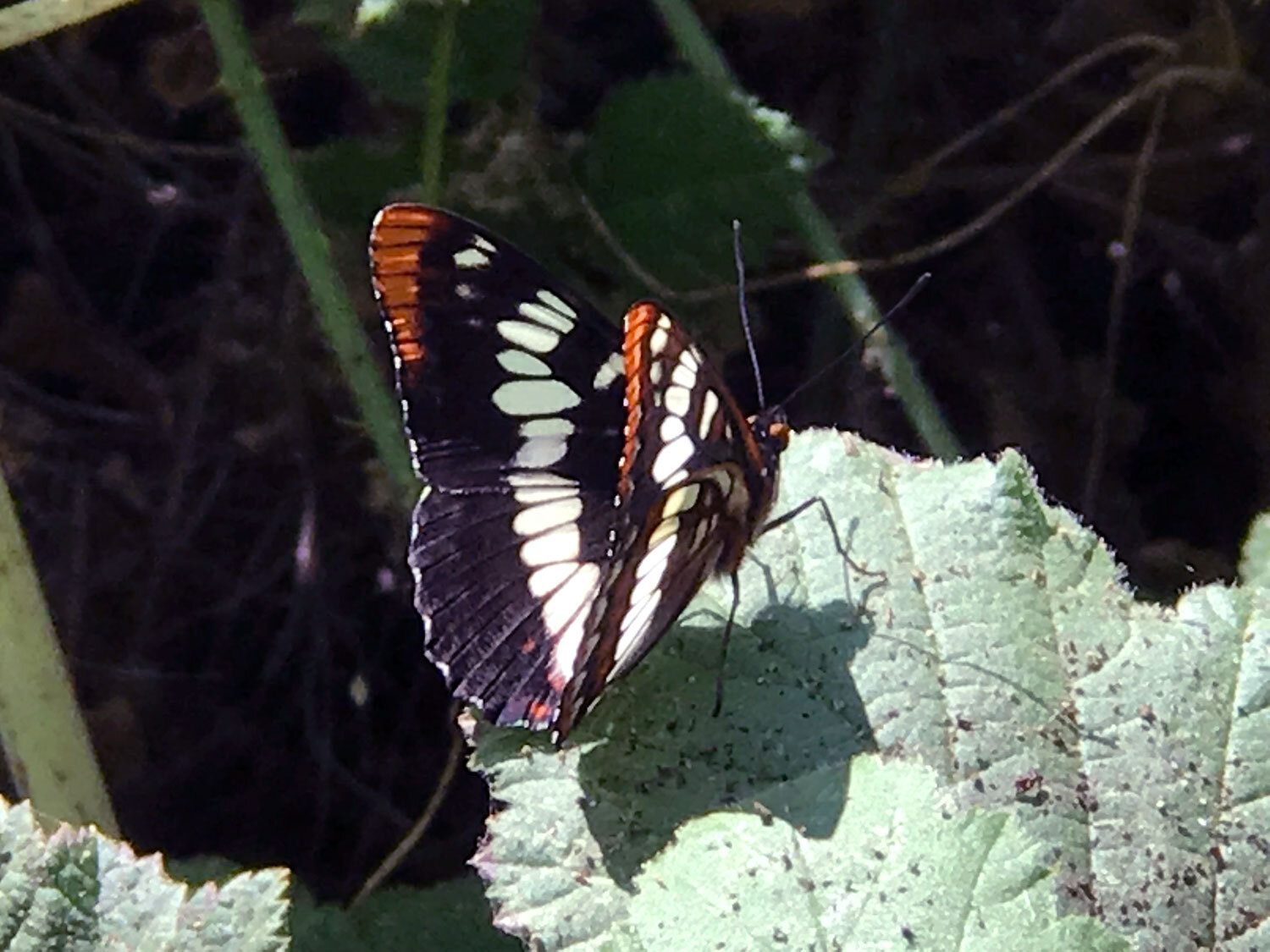 Lorquin's Admiral (Limenitis lorquini)