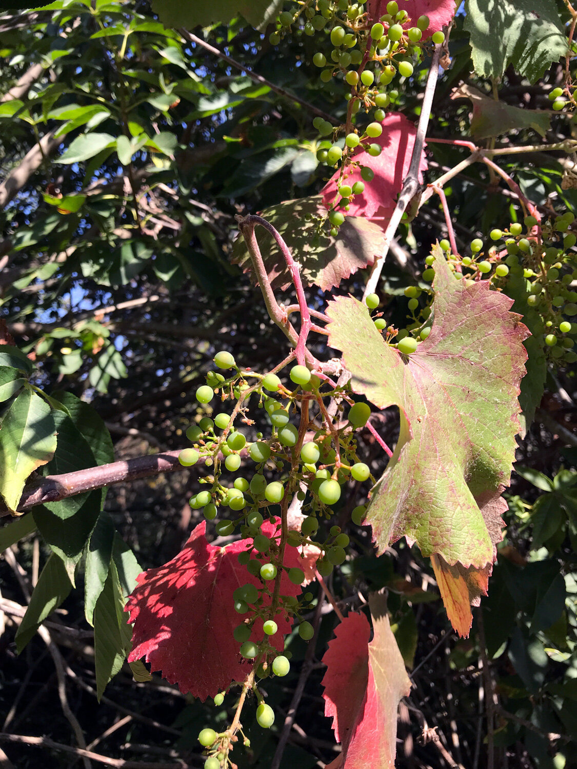 California Wild Grape (Vitis californica)