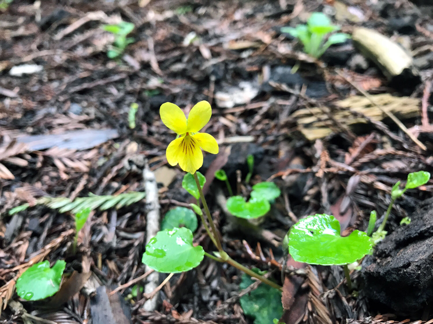 Redwood Violet (Viola sempervirens)