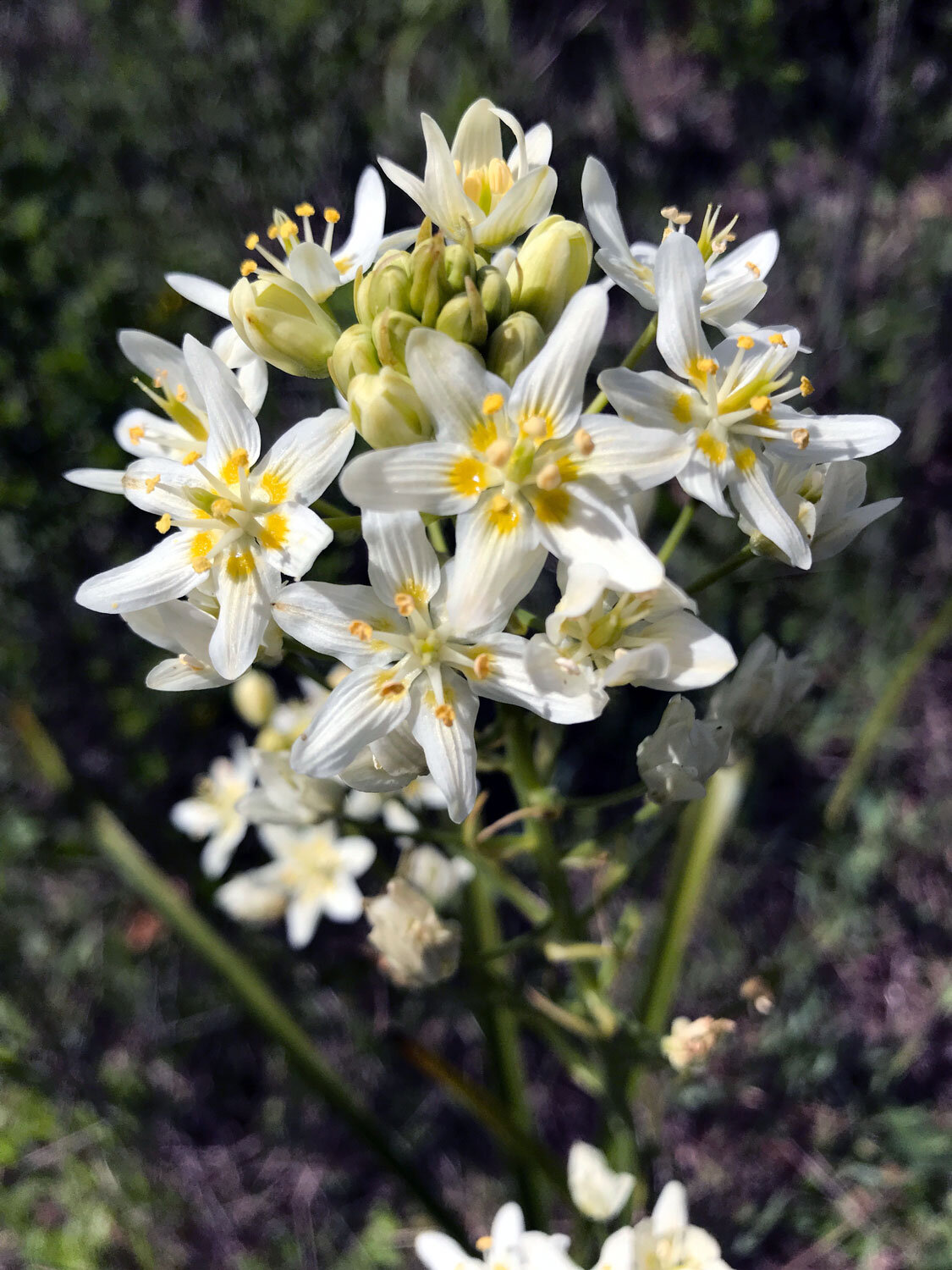 Fremont's Deathcamas (Toxicoscordion fremontii)