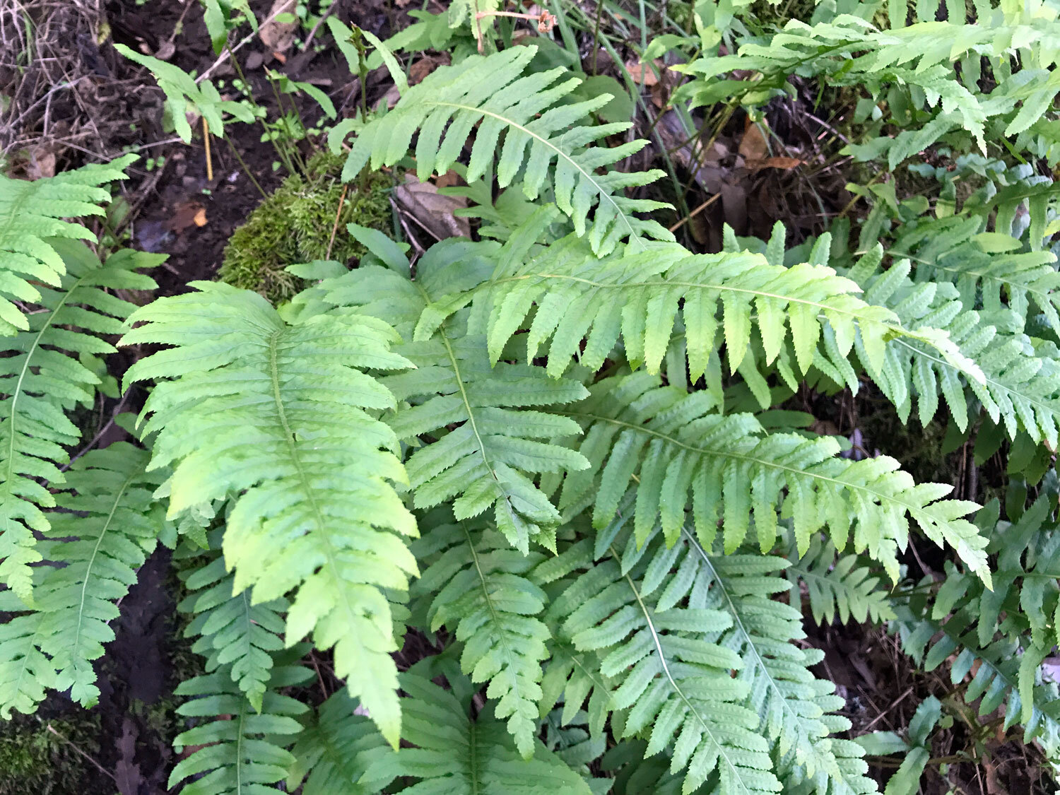 Polypody Ferns (Genus Polypodium)