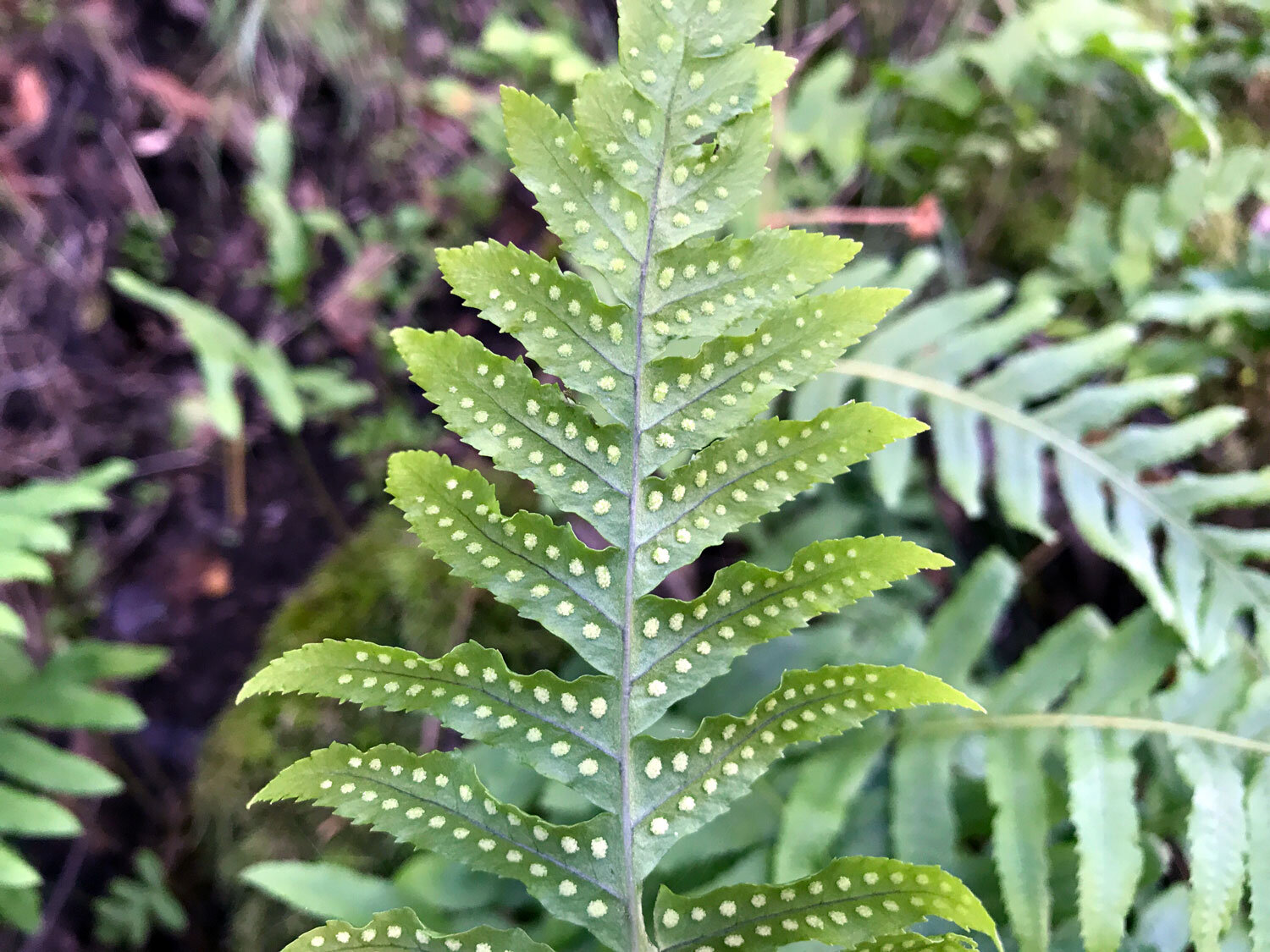 Polypody Ferns (Genus Polypodium)