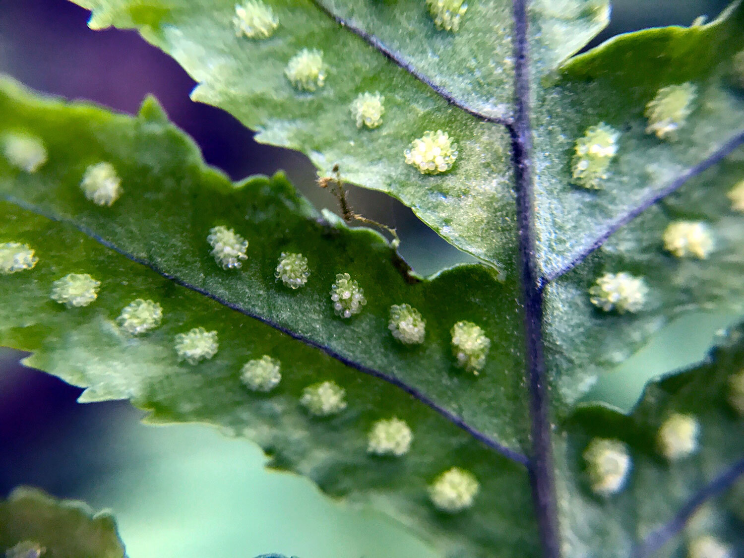 Polypody Ferns (Genus Polypodium)