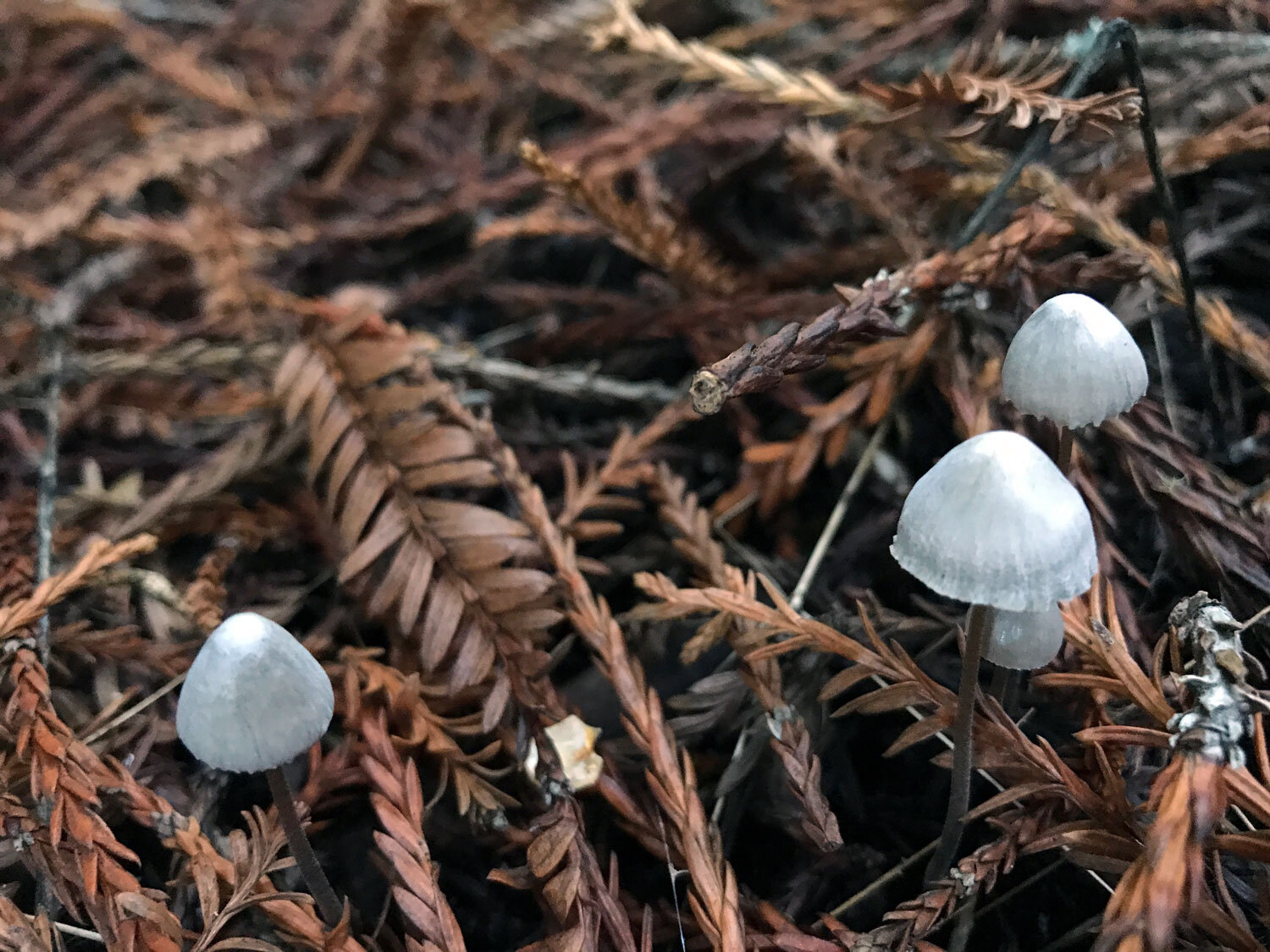 Pinkedge Bonnet (Mycena capillaripes)