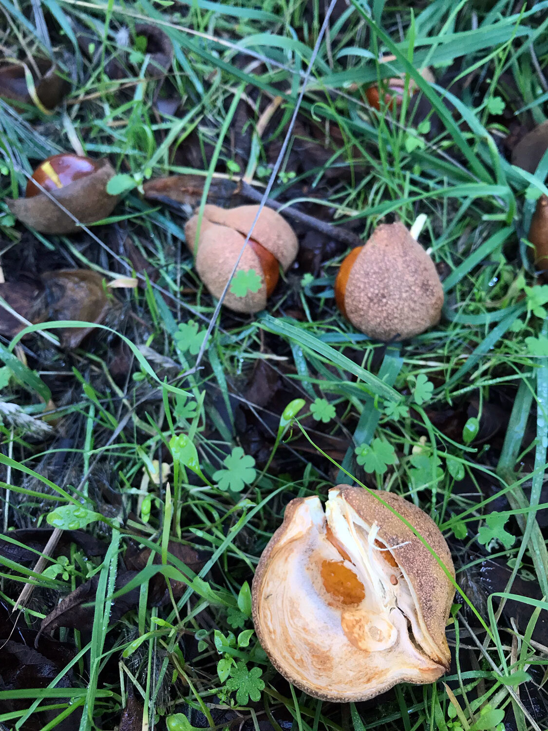 California Buckeye (Aesculus californica)