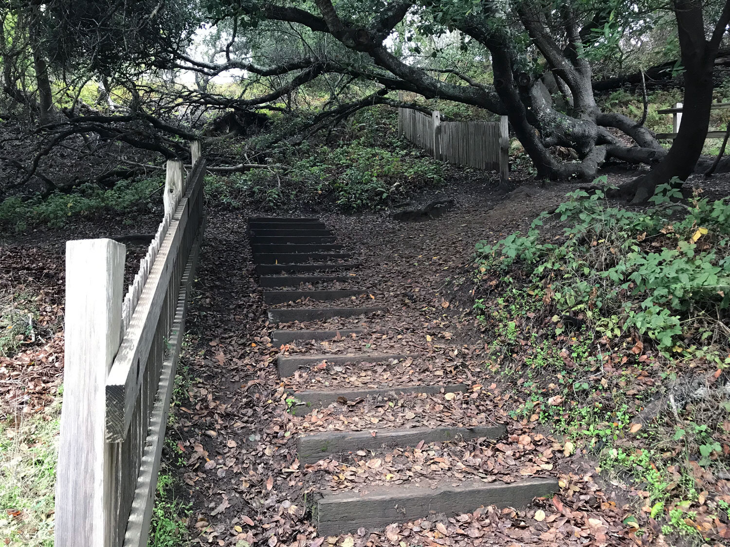 Fence that moved 20 feet in 1906 earthquake