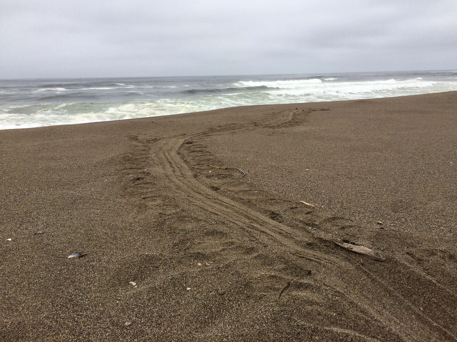 South Beach, Northern Elephant Seal trail