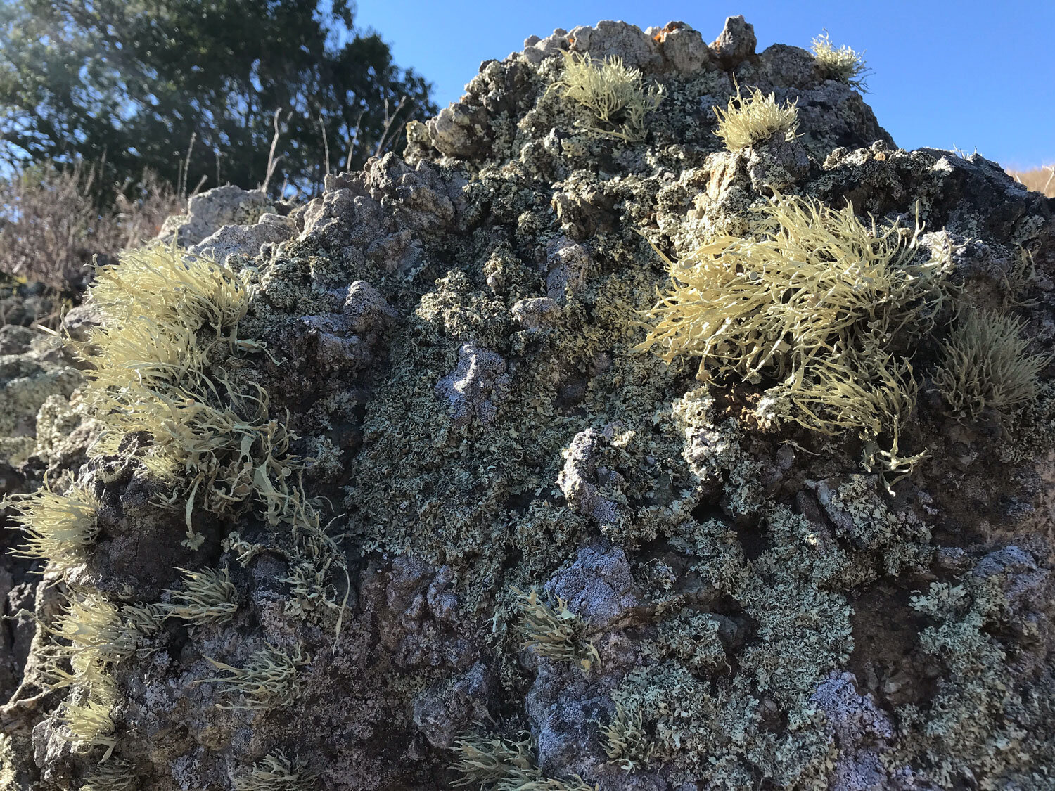 Armored Sea-Fog Lichen (Niebla homalea)