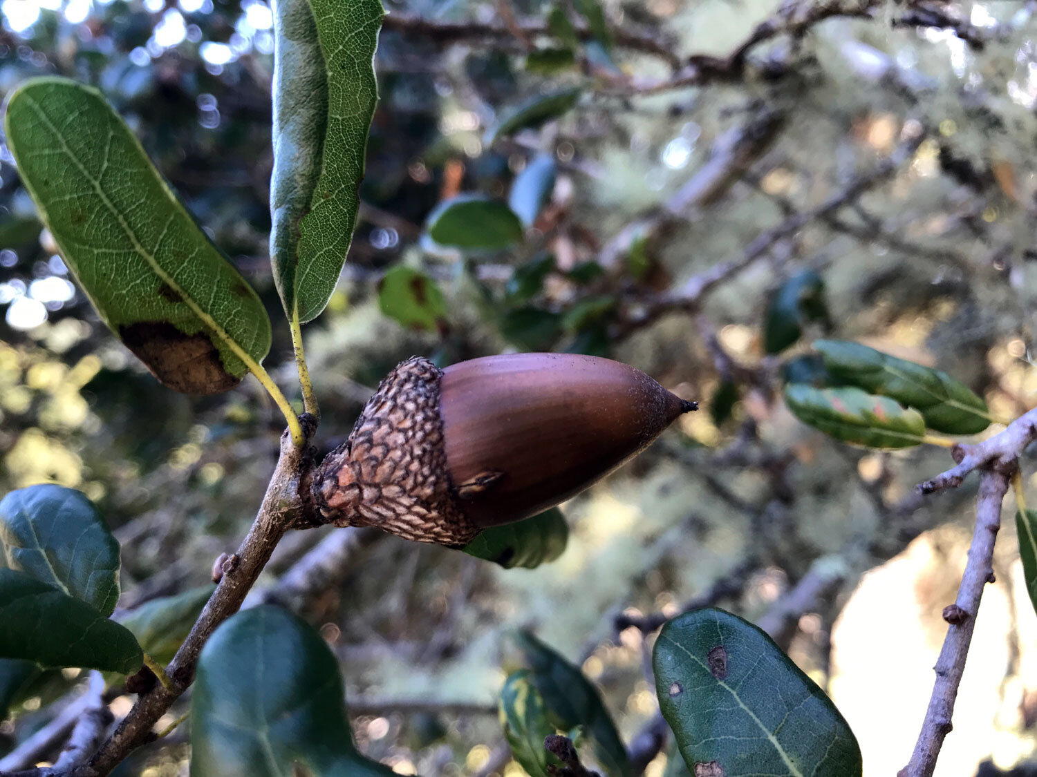 Coast Live Oak (Quercus agrifolia)