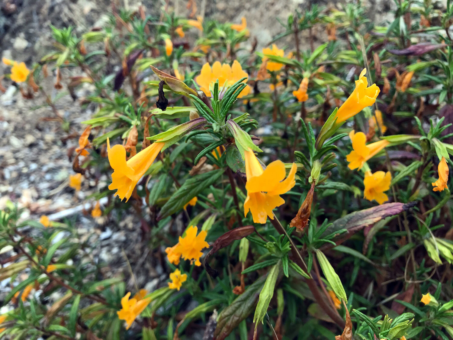 Orange Bush Monkeyflower (Diplacus aurantiacus)