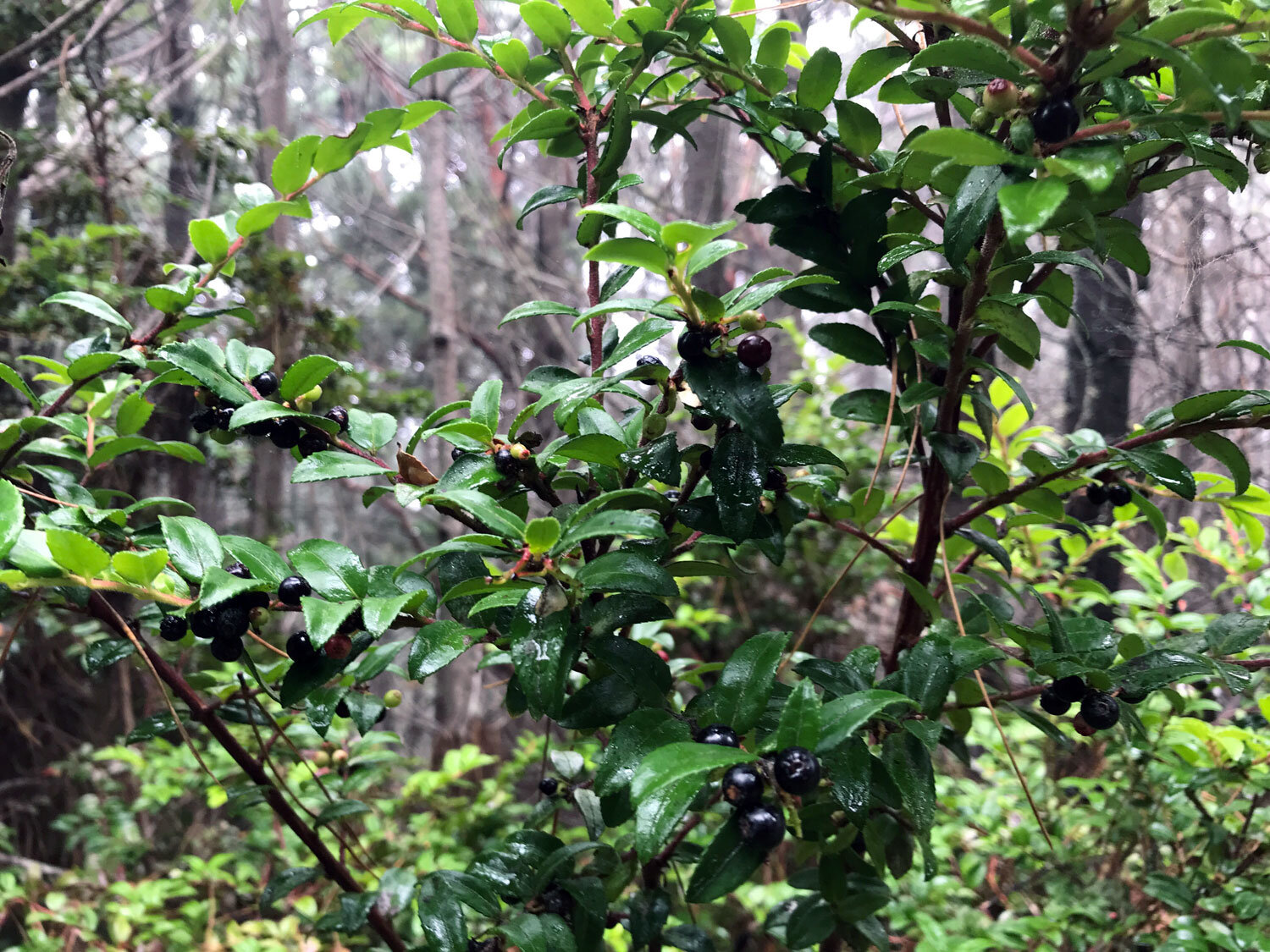 Evergreen Huckleberry (Vaccinium ovatum)