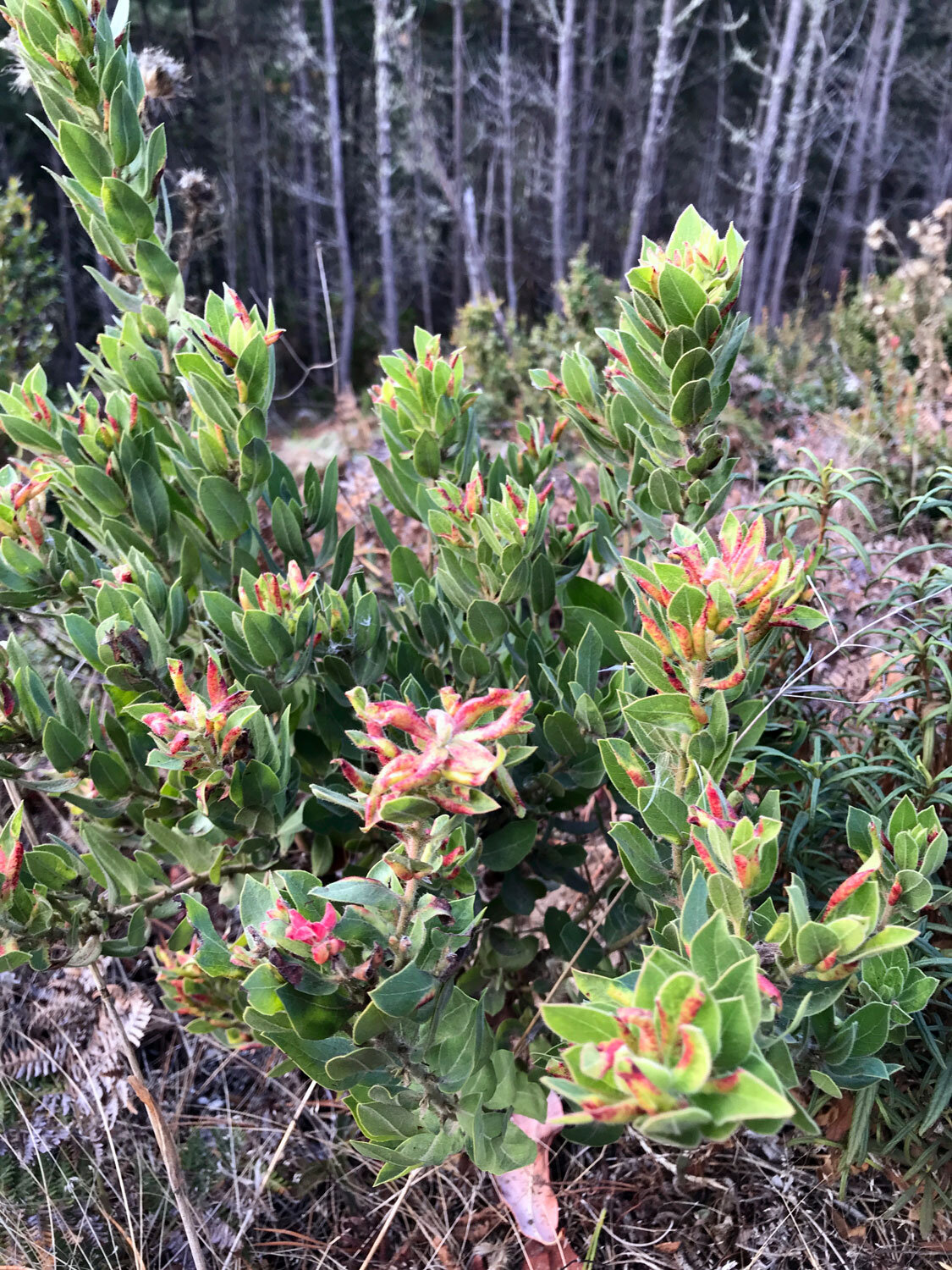 Marin Manzanita (Arctostaphylos virgata)