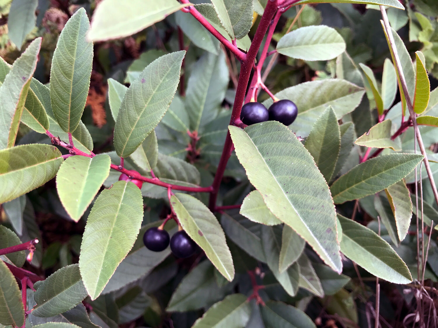 Coffeeberry (Frangula californica)