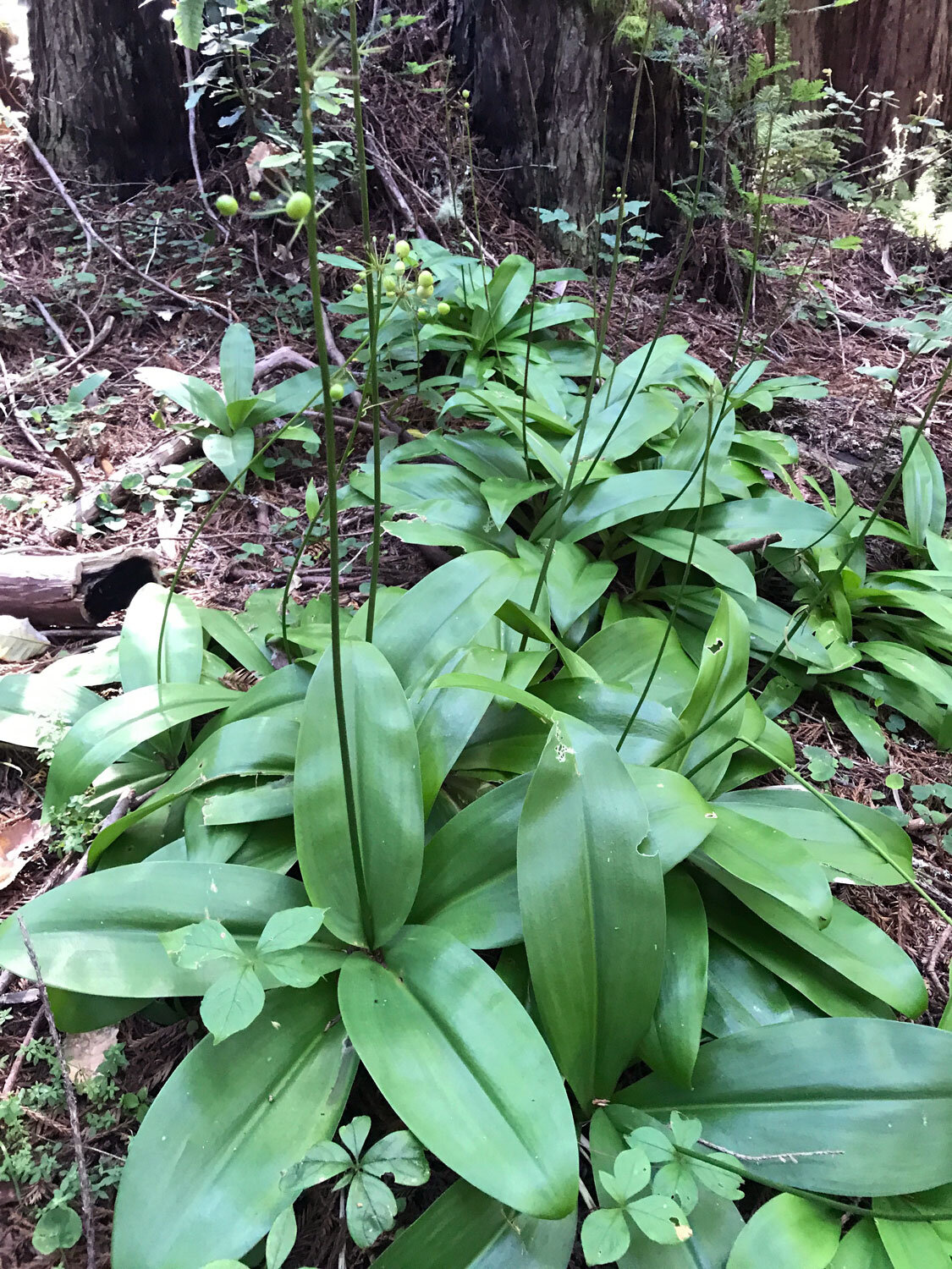  Andrews' Clintonia (Clintonia andrewsiana)